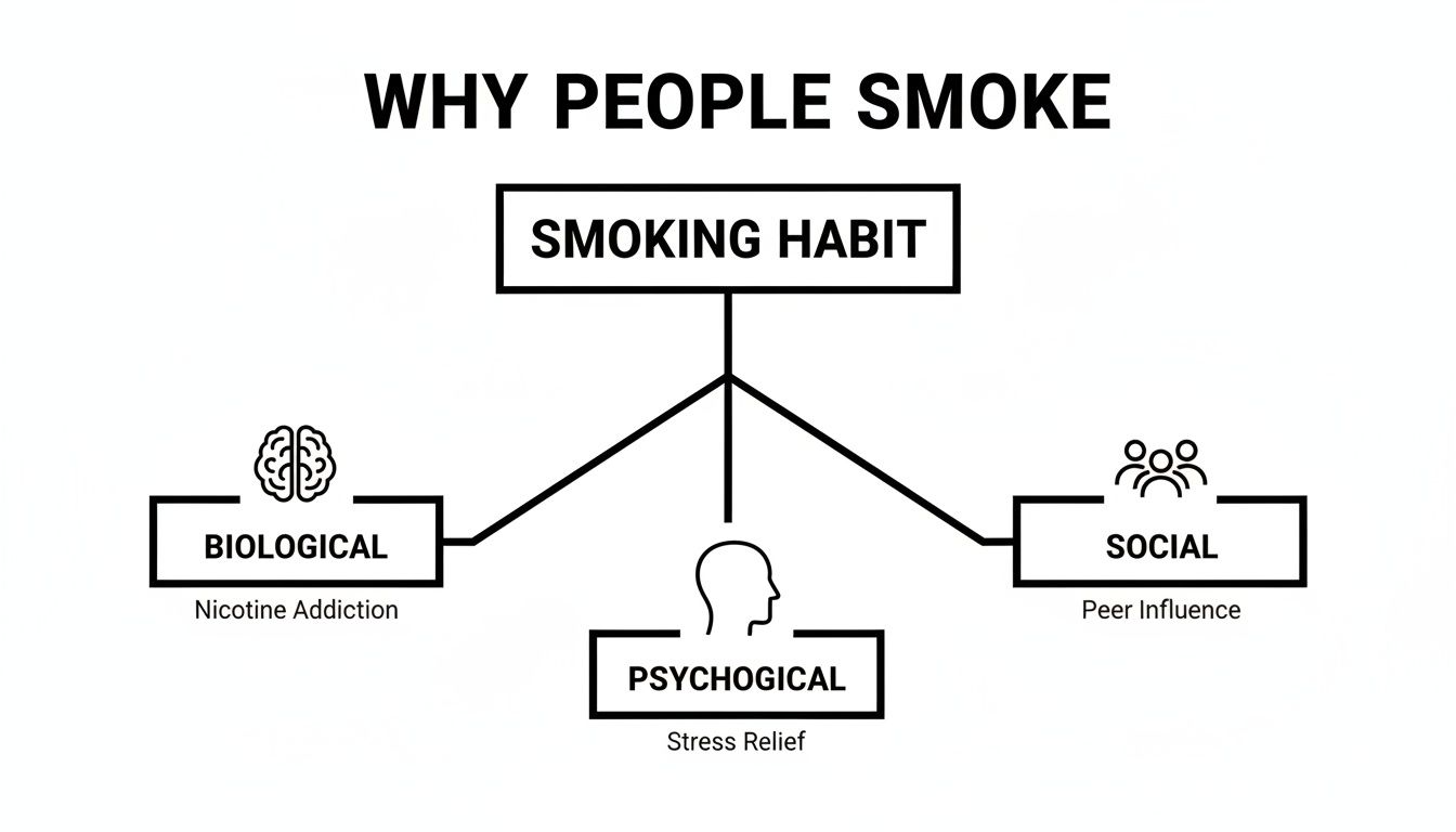 A diagram illustrating the biological, psychological, and social reasons why people smoke.