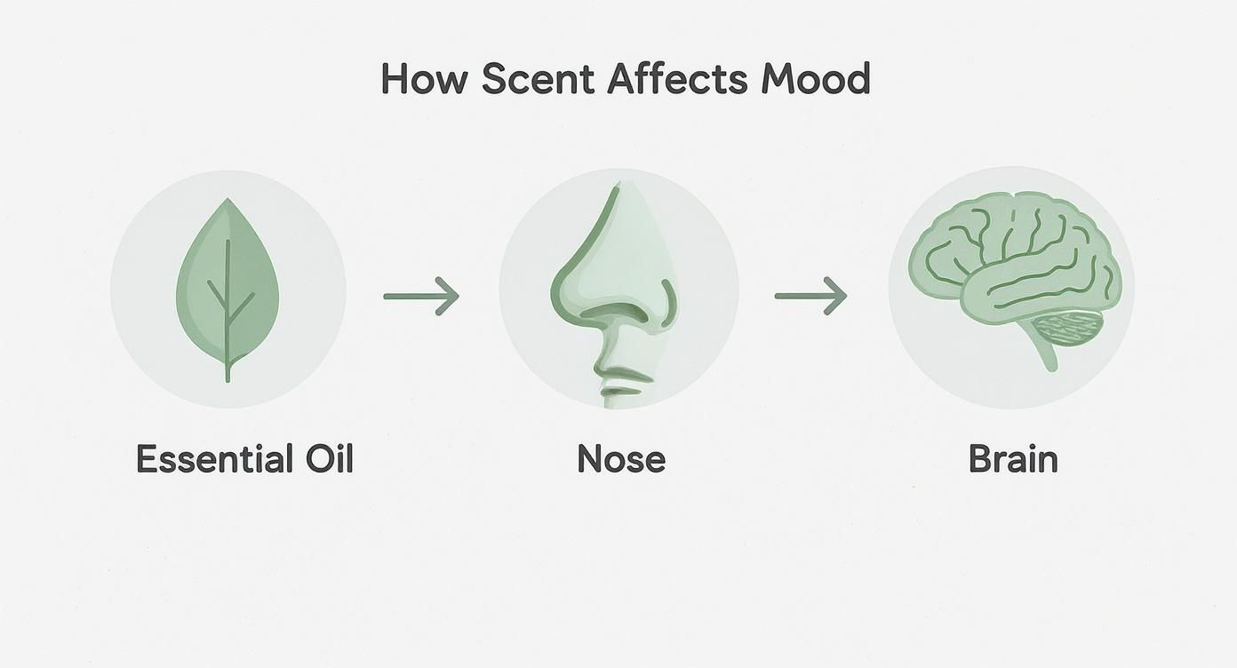 Infographic about aromatherapy for stress and anxiety
