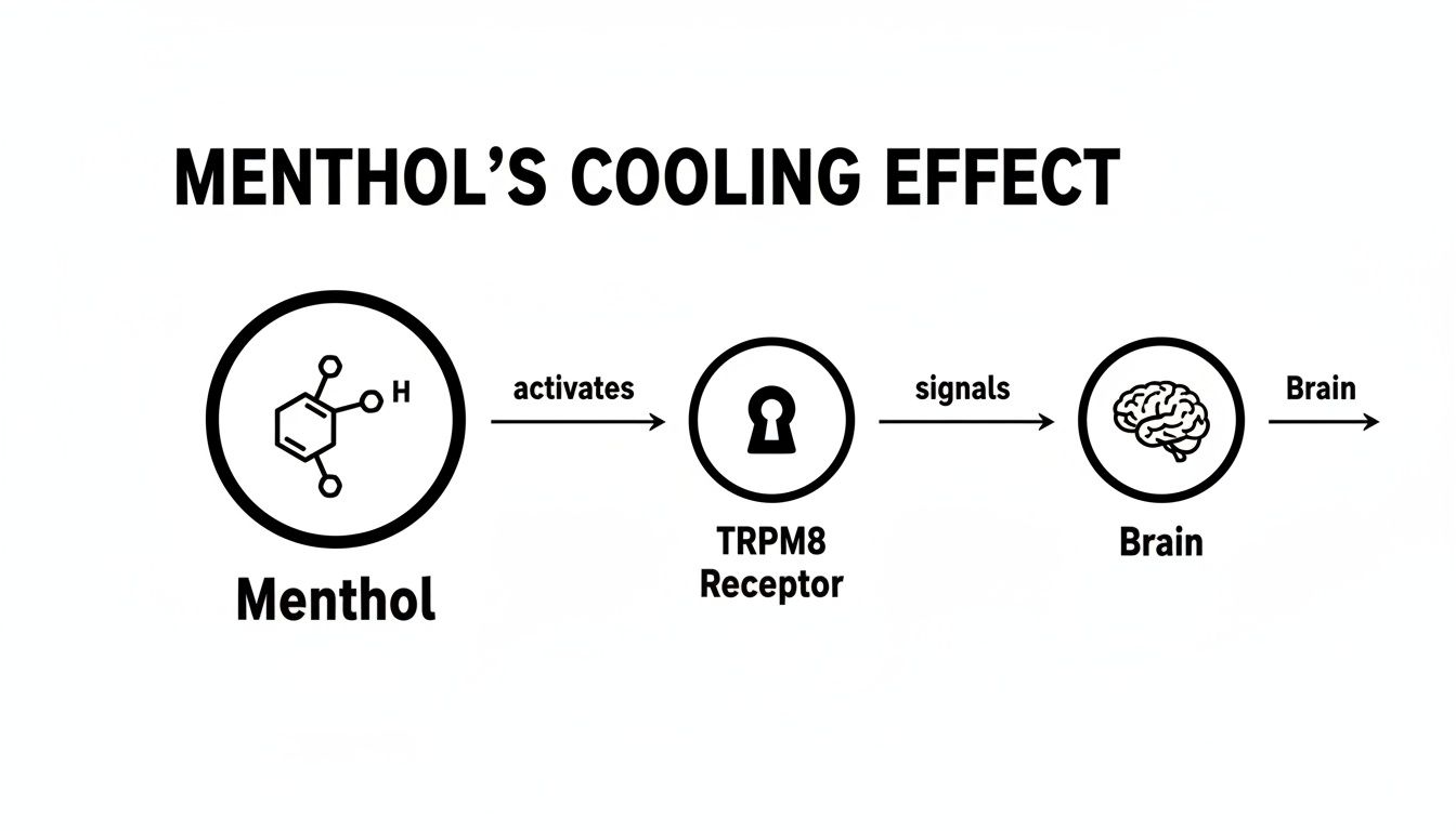 A diagram illustrating menthol's cooling effect: Menthol activates the TRPM8 receptor, which signals the brain.