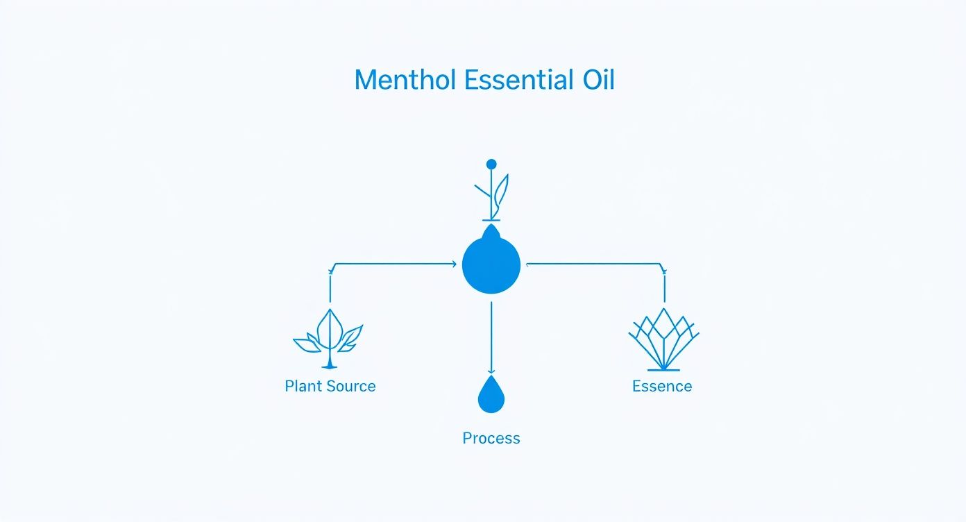 Diagram illustrating the origin and process of Menthol Essential Oil, from plant source to essence.