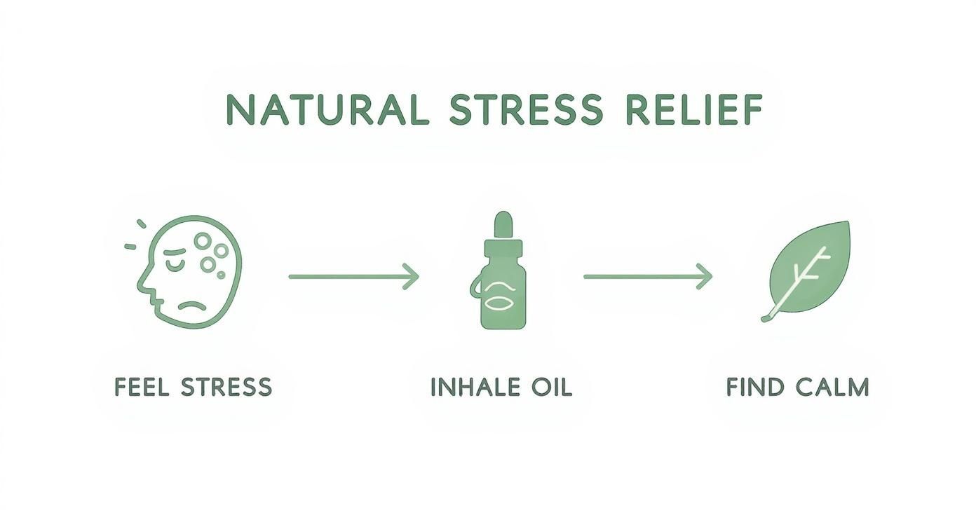 Infographic about essential oils for stress