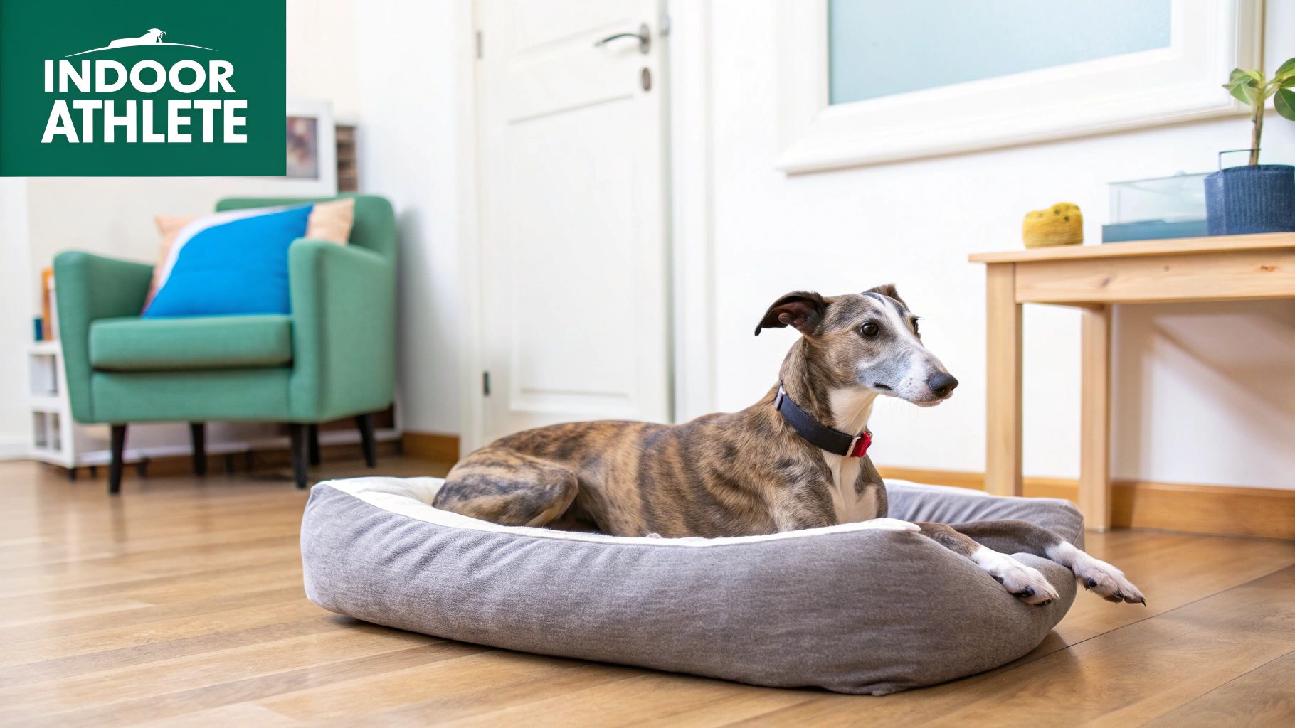 Greyhound lounging on a couch