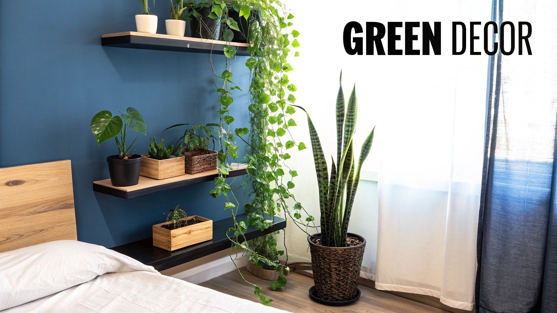 Indoor Plants as Natural Decor Elements