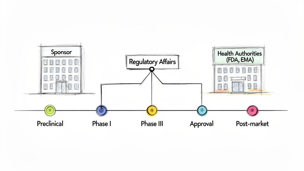 Diagram depicting the pharmaceutical drug development lifecycle, regulatory affairs role, sponsor, and health authorities interaction.