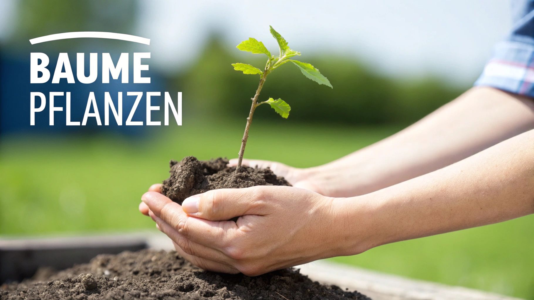 Germany's forests need new tree planting campaigns