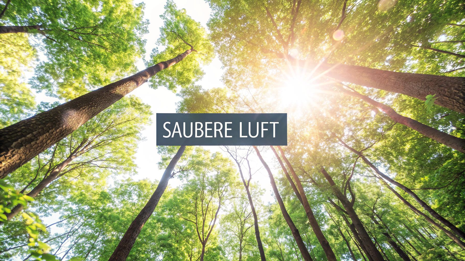 Innovative tree planting initiatives