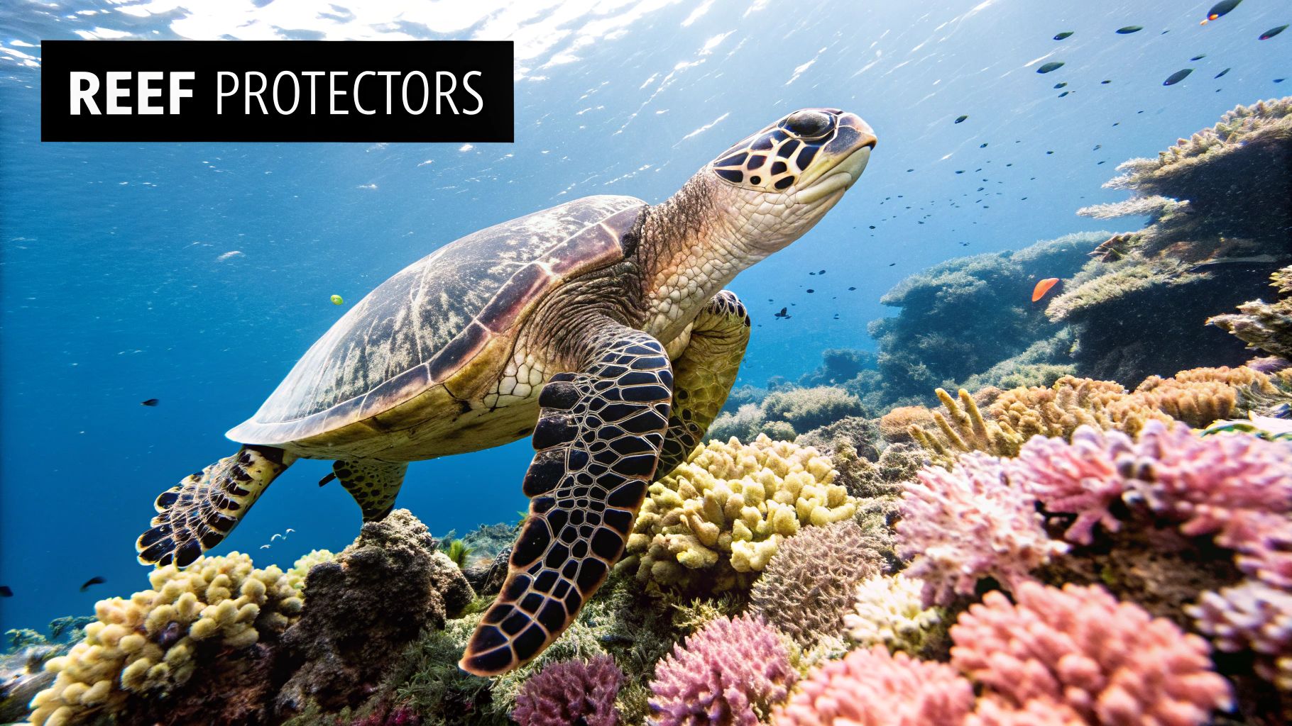 Hawksbill Sea Turtle (Eretmochelys imbricata)