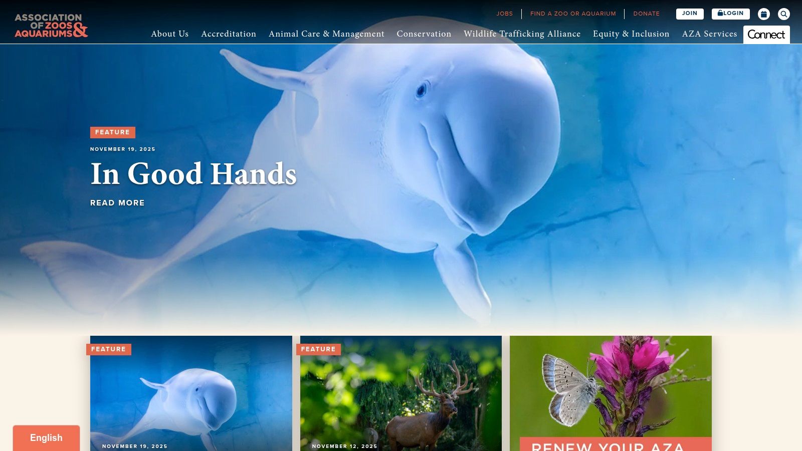 Beluga whale gracefully swimming in a large, clean aquarium habitat, representing the high standards of AZA-accredited institutions.