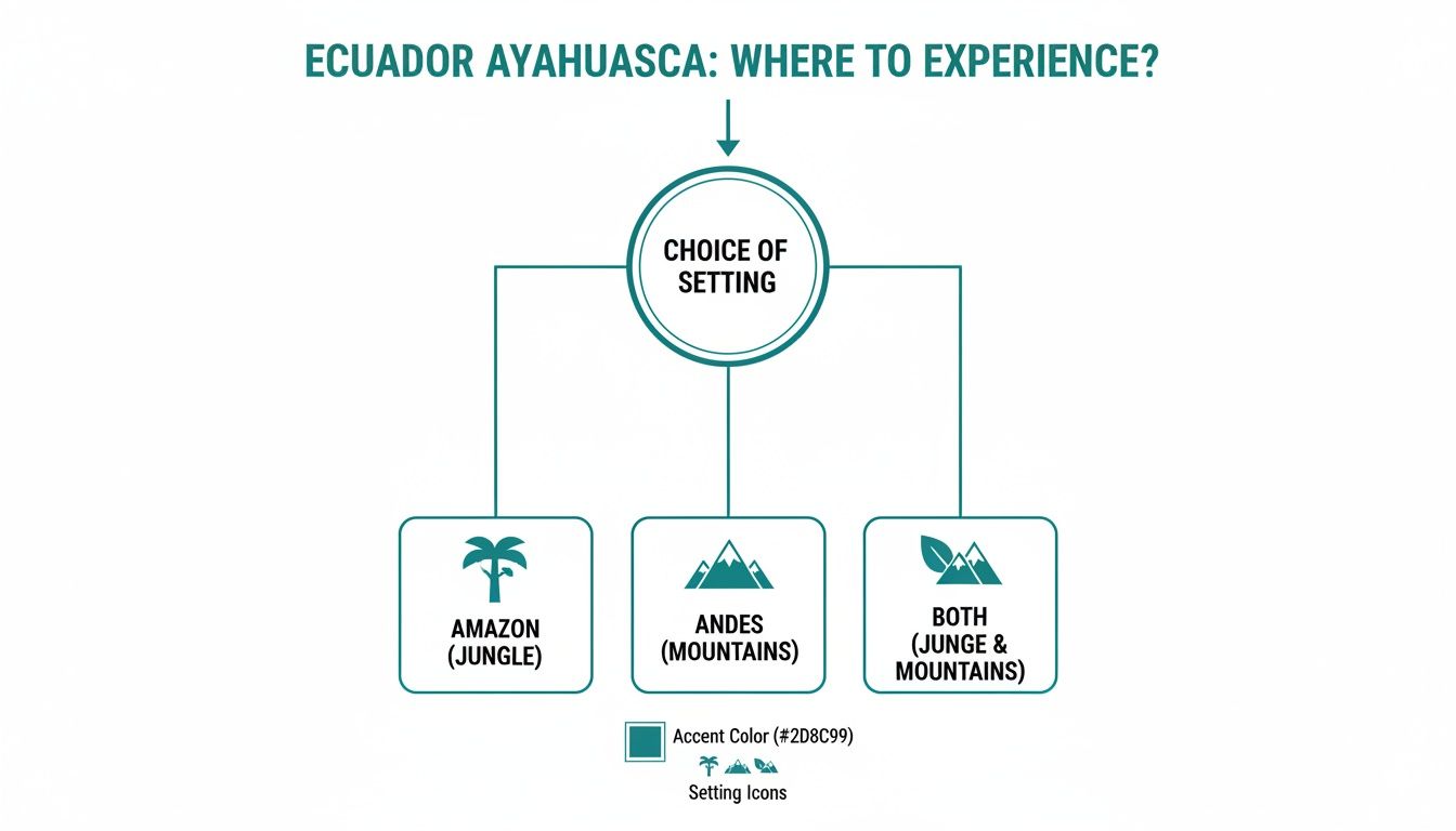 A flowchart about choosing a setting for Ayahuasca experiences in Ecuador, offering Amazon, Andes, or both.