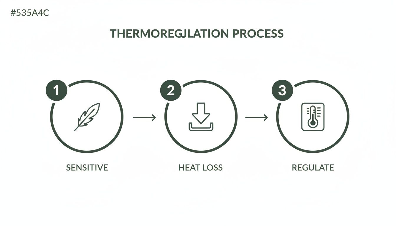 A three-step thermoregulation process infographic showing sensitive, heat loss, and regulate stages.