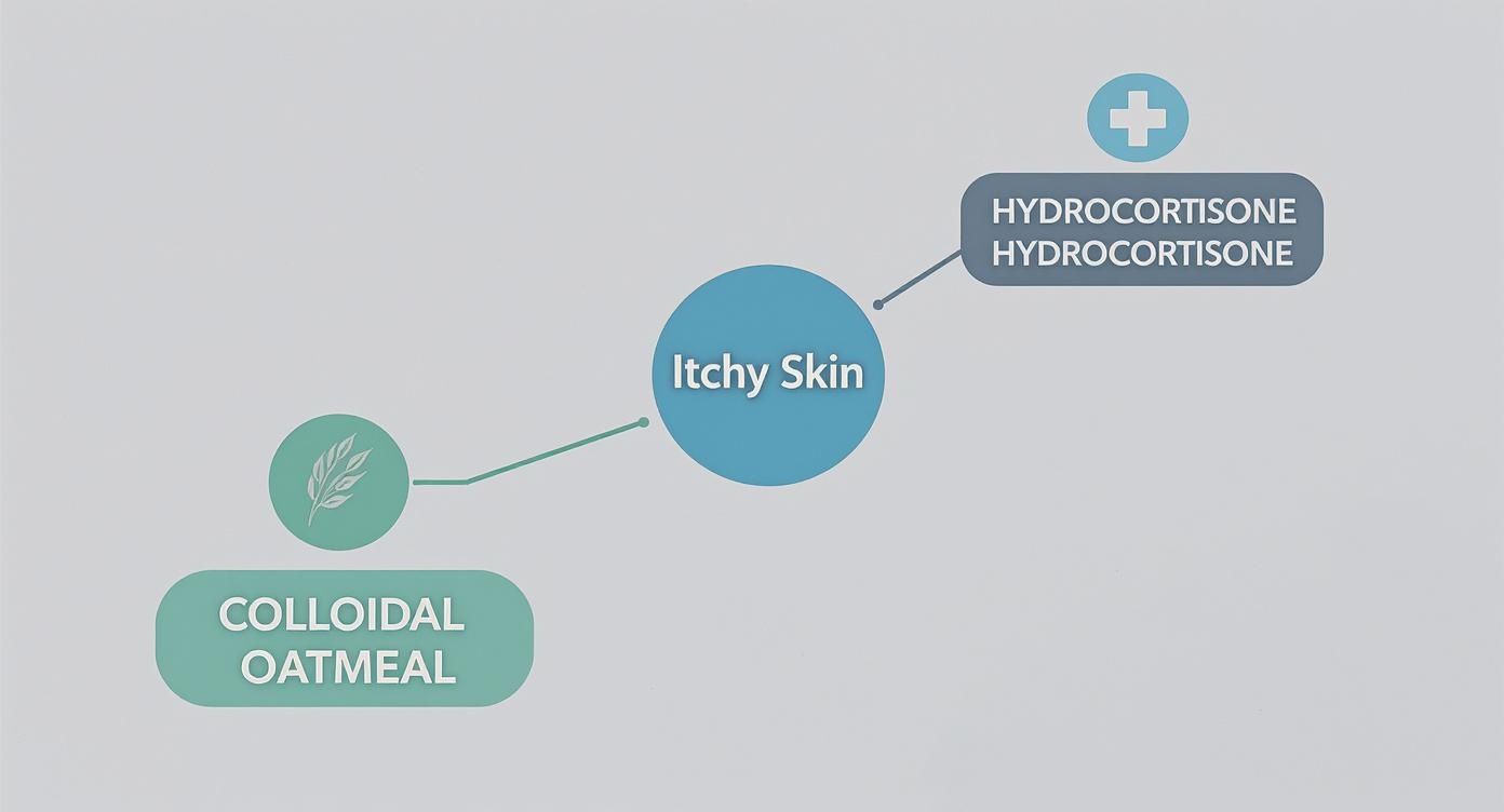 Infographic about aveeno itch relief