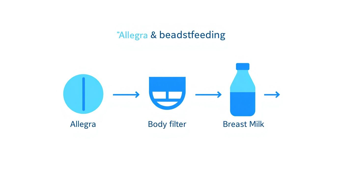 Infographic about allegra and breastfeeding