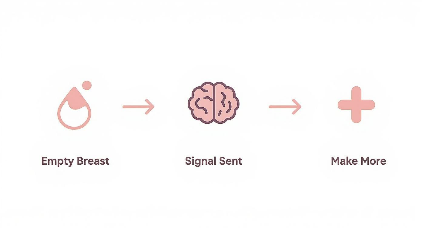 Infographic about how long to pump breast