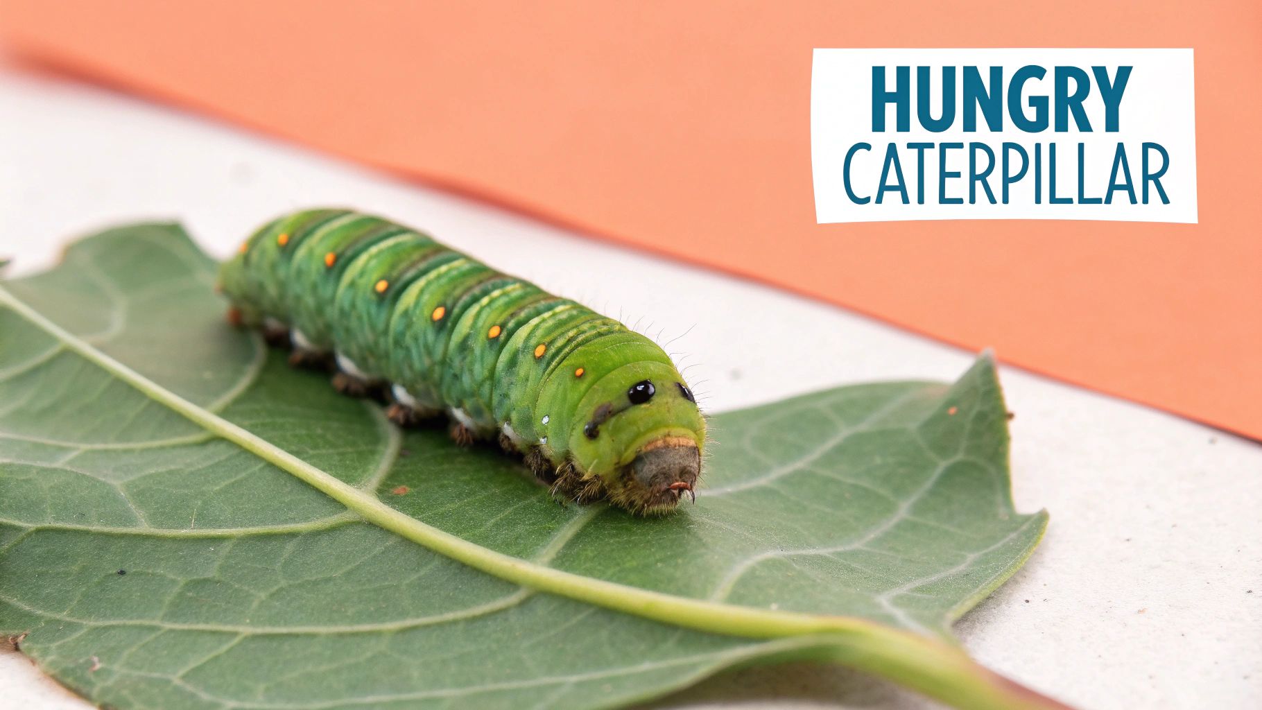 The Very Hungry Caterpillar by Eric Carle