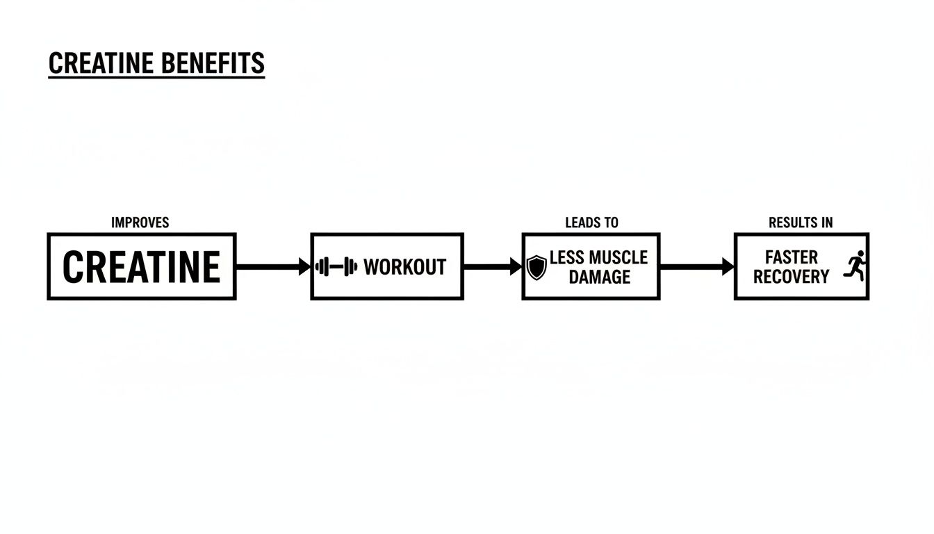 Flowchart illustrating creatine benefits, showing how it improves workouts, reduces muscle damage, and speeds up recovery.