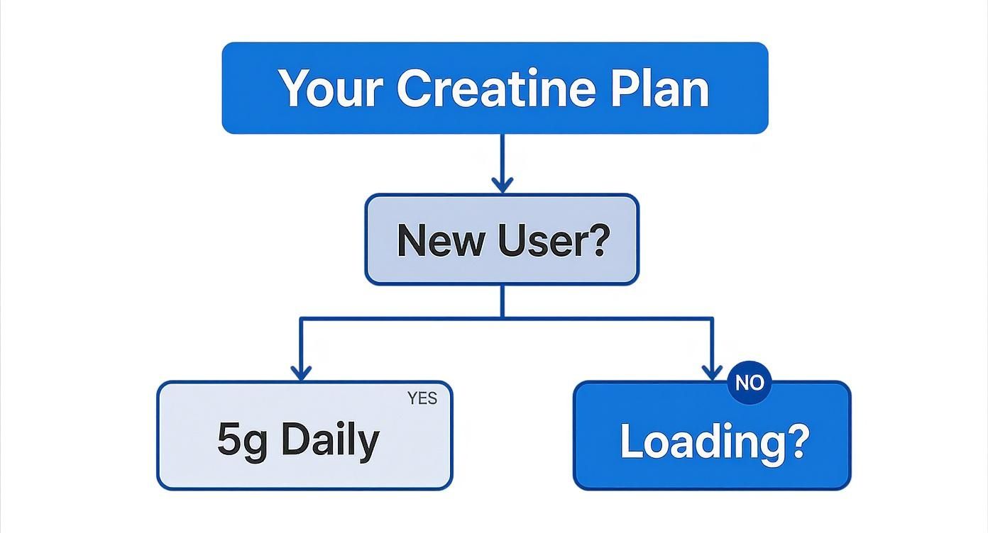 A flowchart outlining a creatine plan, guiding users through choices based on being new or considering a loading phase.
