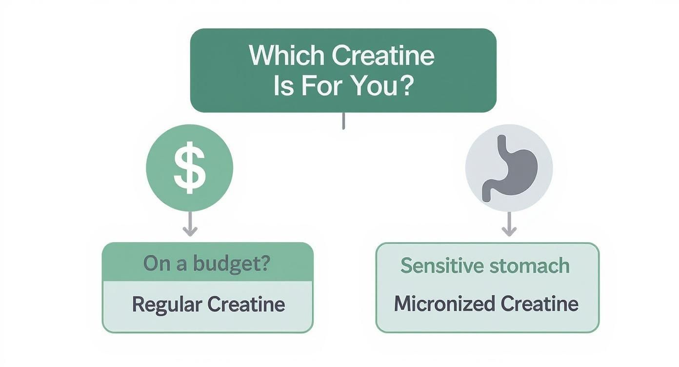 A flowchart titled 'Which Creatine Is For You?' guides selection based on budget or stomach sensitivity.
