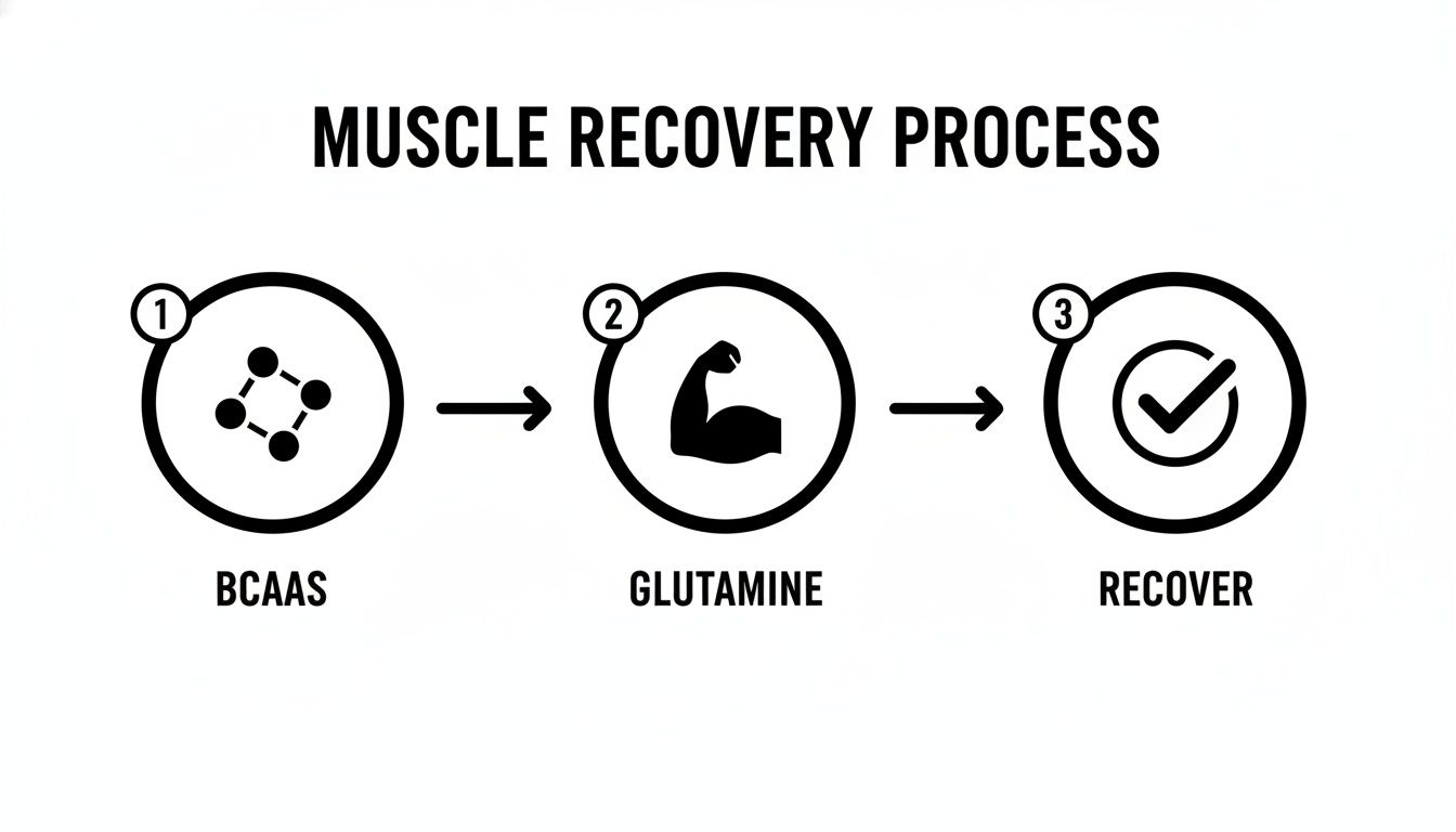 A black and white diagram illustrating the muscle recovery process through BCAAs, Glutamine, and the final recovery step.