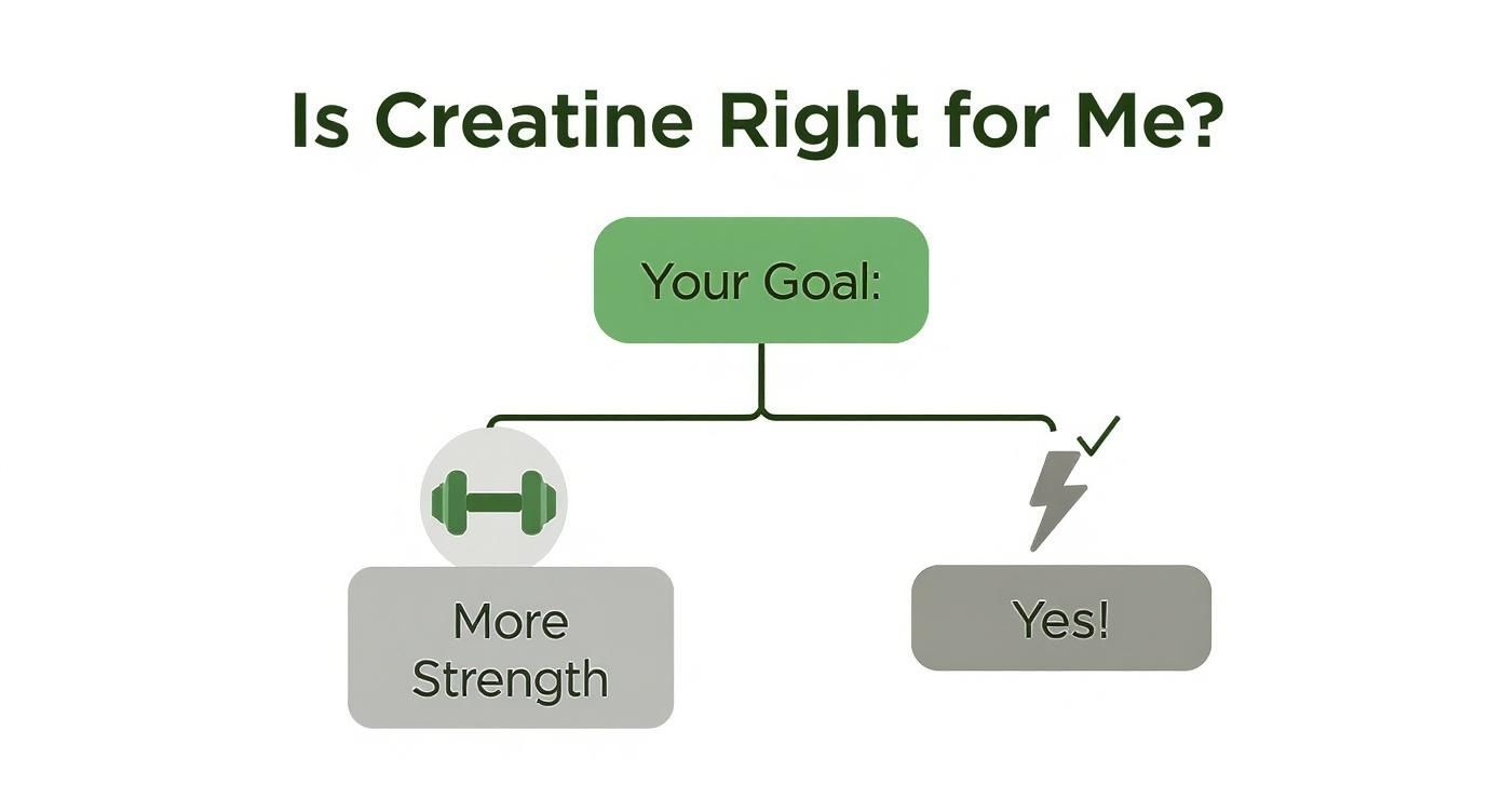 Infographic about best creatine supplement for beginners