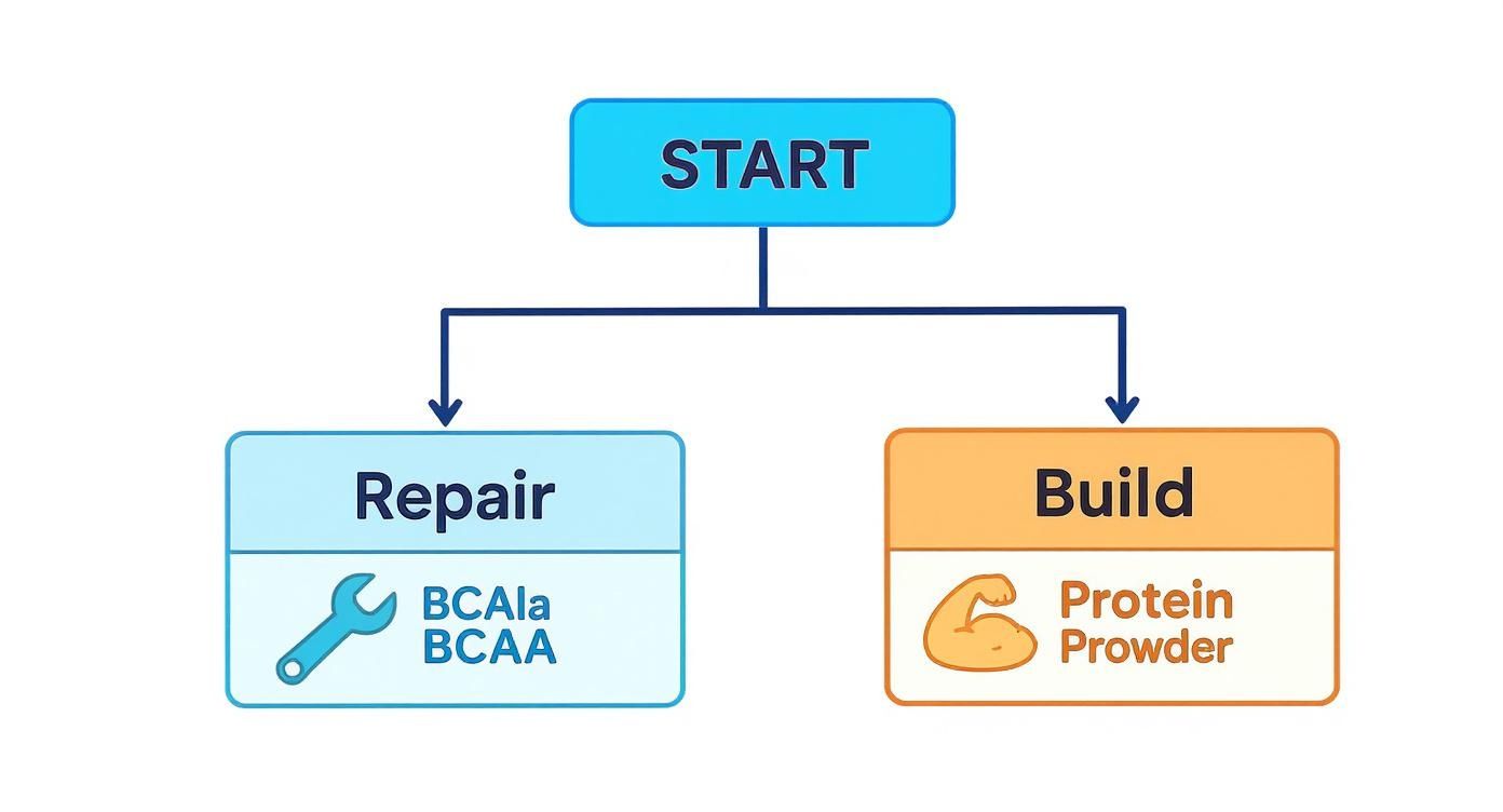 Infographic decision tree showing that if your goal is repair, choose BCAAs, and if your goal is to build, choose protein powder.