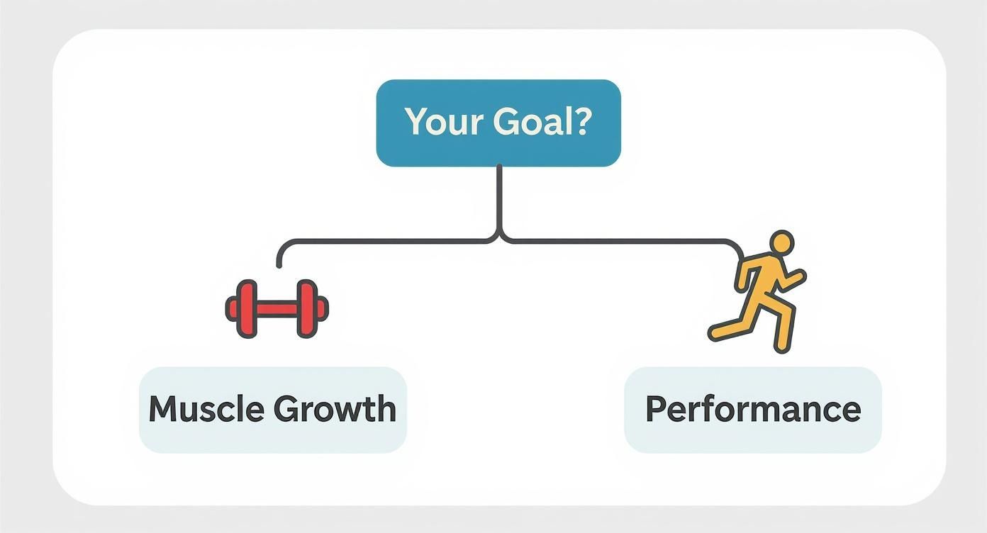 Infographic about top rated creatine supplements