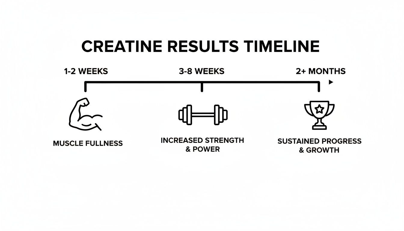 A creatine results timeline showing muscle fullness in 1-2 weeks, increased strength & power in 3-8 weeks, and sustained progress & growth in 2+ months.