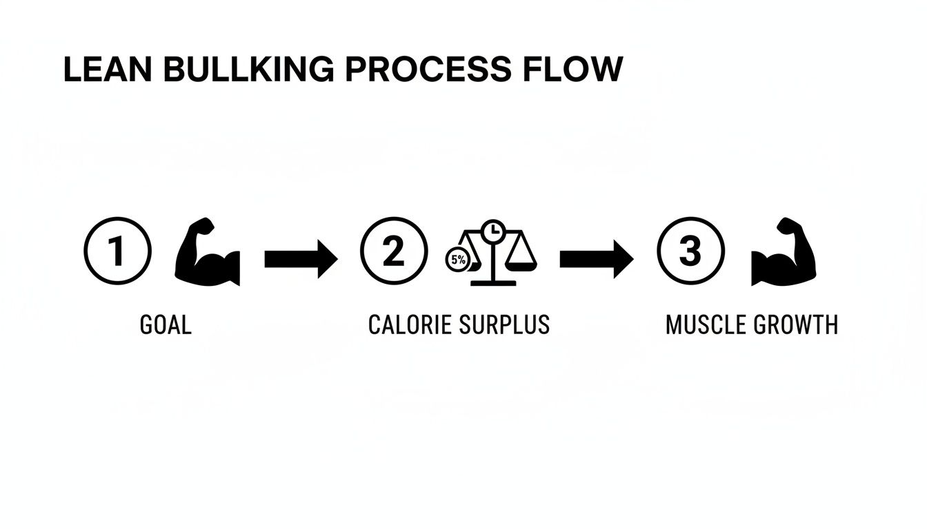 Lean bulking process flow diagram showing three steps: goal, calorie surplus (5%), and muscle growth.