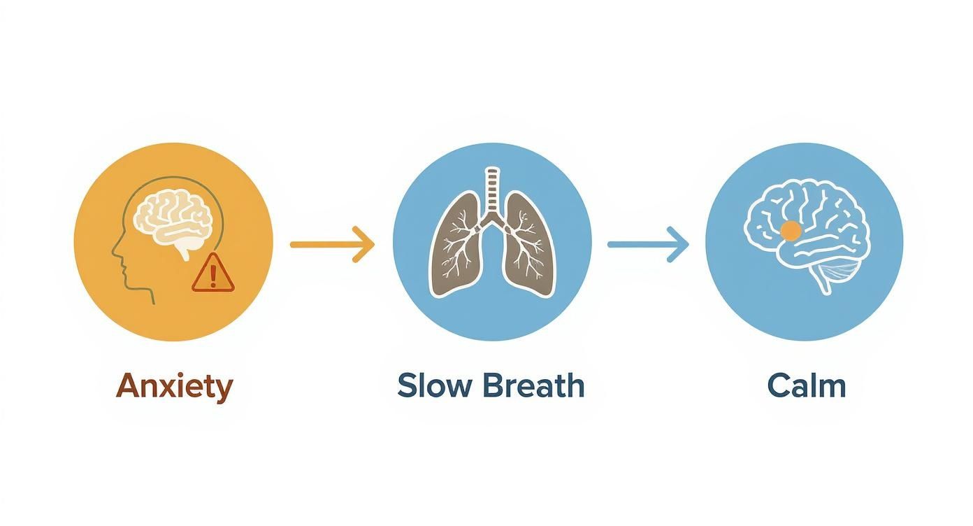 A diagram illustrating how slow breathing can transform anxiety into a state of calm.