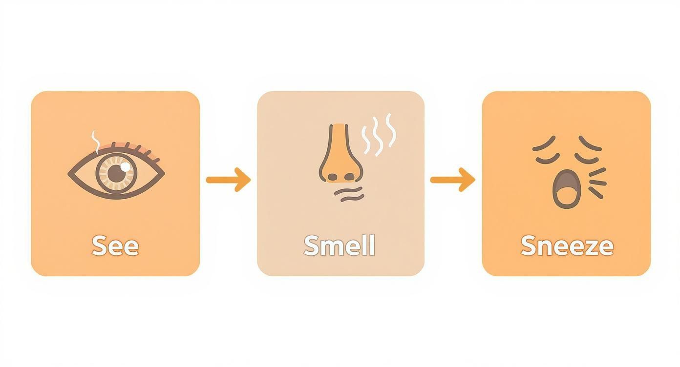 Three panel diagram showing sensory progression from see to smell to sneeze with icons