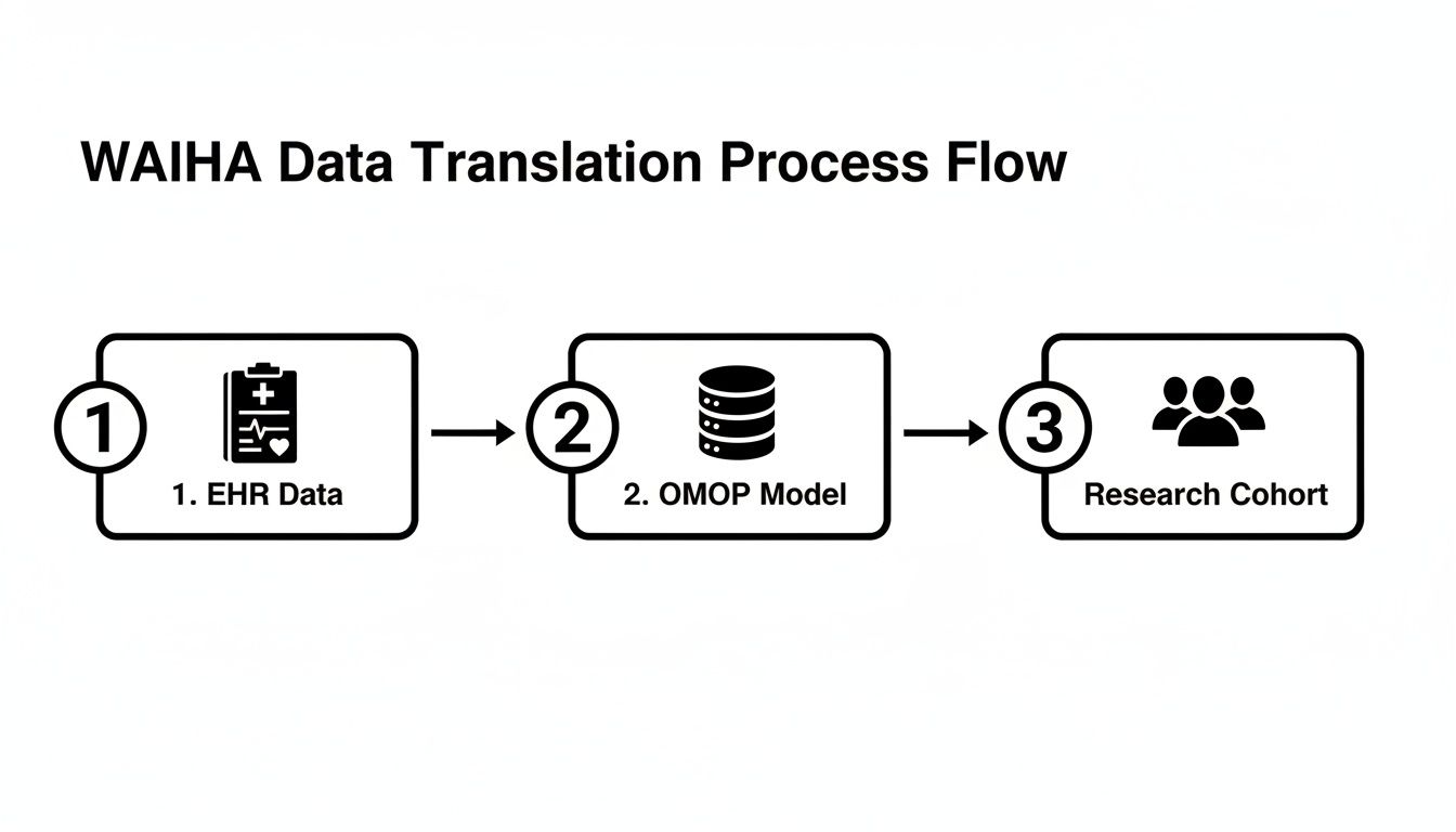 Flowchart illustrating the WAIHA data translation process from EHR data to OMOP model and research cohort.