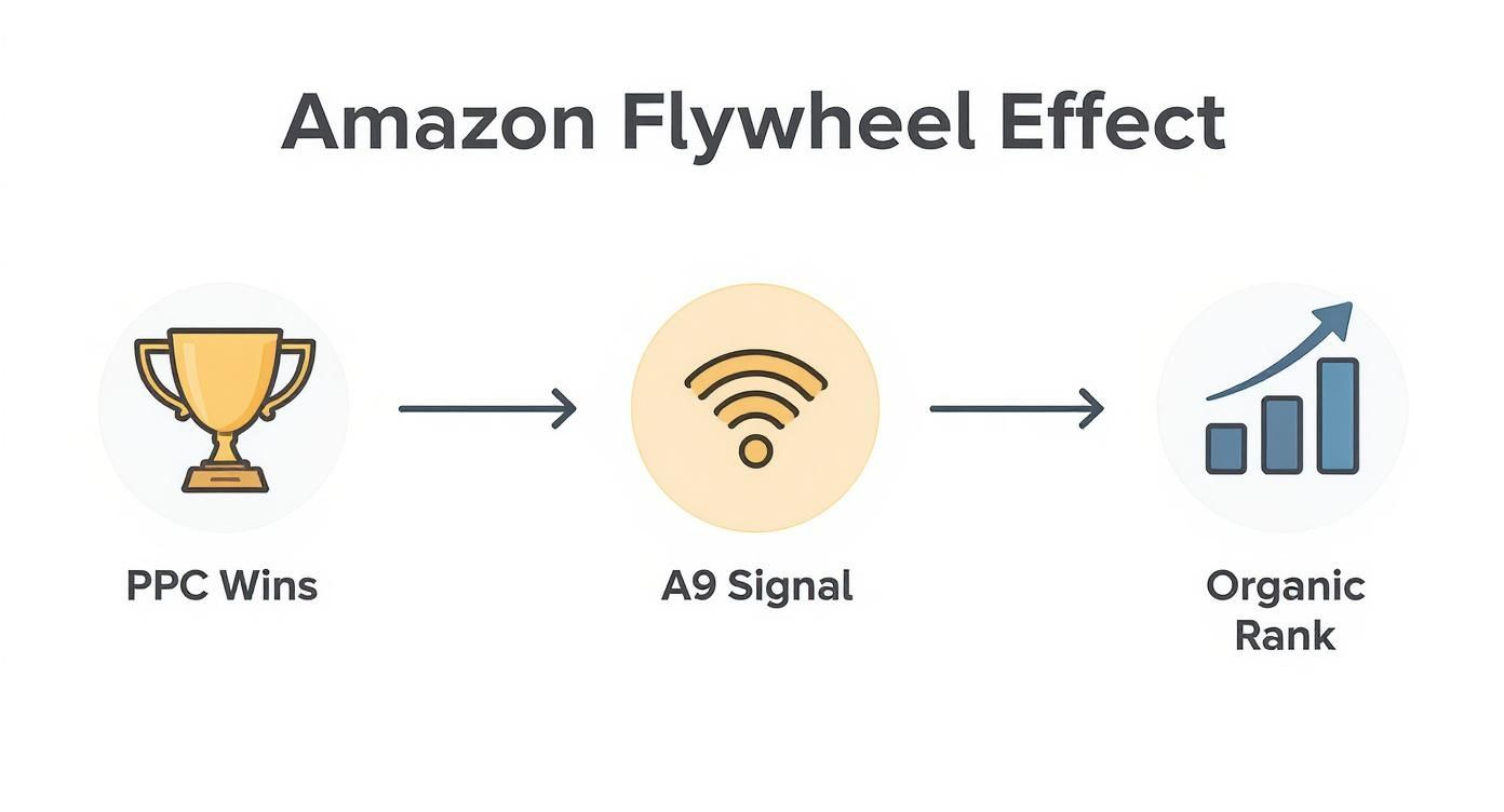 Diagram illustrating the Amazon Flywheel Effect: PPC Wins lead to A9 Signal, which boosts Organic Rank.
