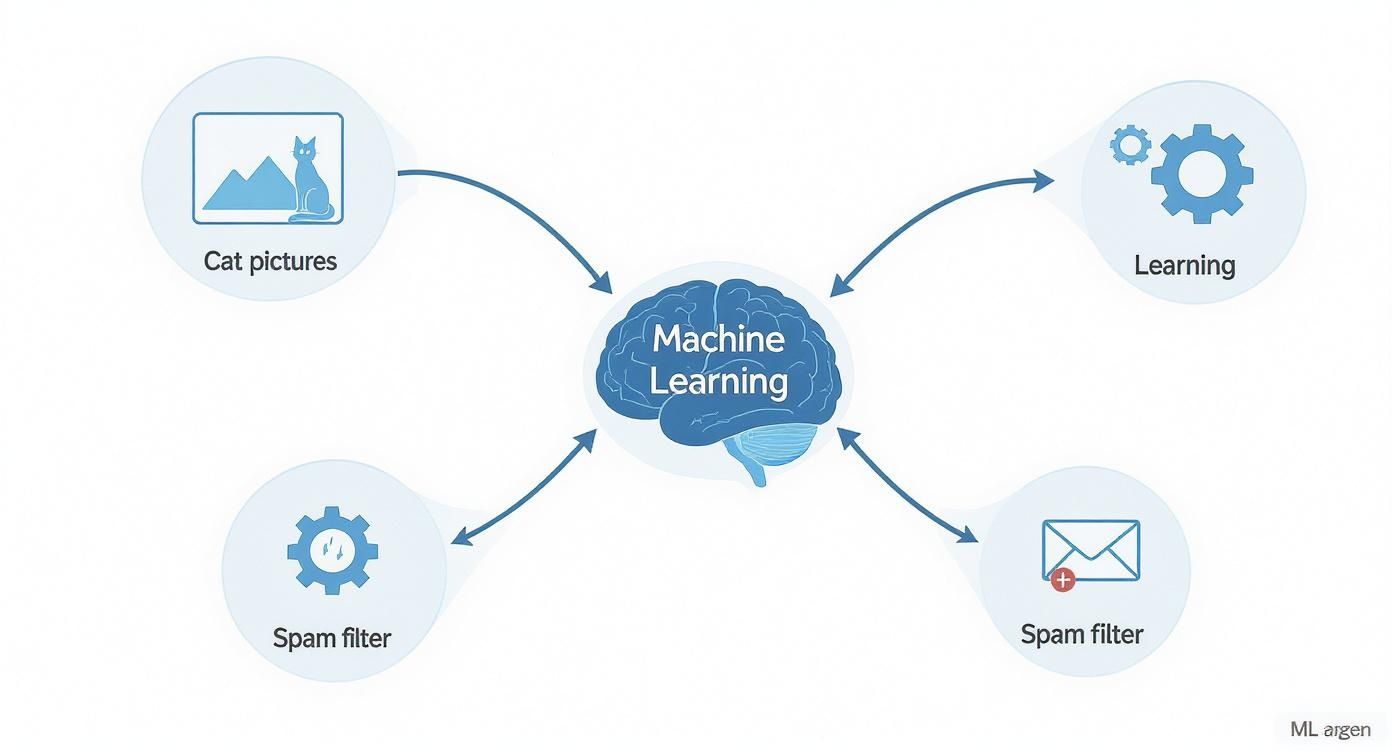 Diagram illustrating machine learning applications, including cat picture recognition, learning, and spam filtering.