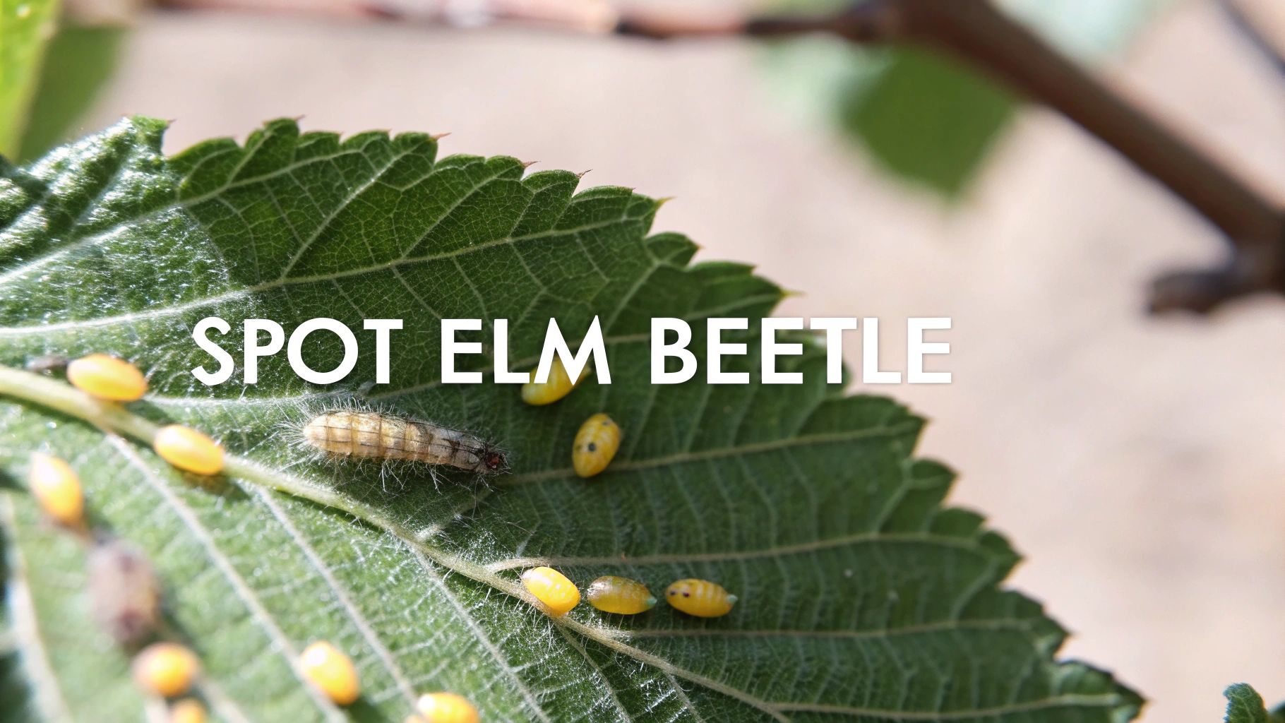 Spot elm beetle larvae and pupae in yellow color feeding on green elm leaf surface
