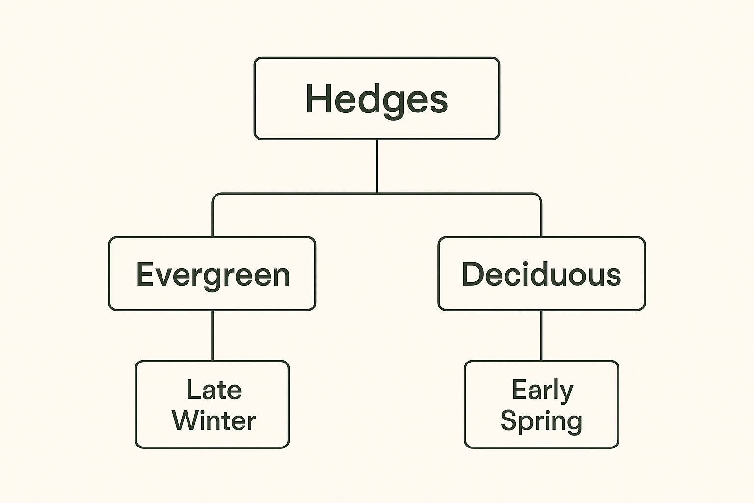 Flowchart on a cream background showing hedges divided into evergreen and deciduous. Evergreen branches to late winter; deciduous to early spring.