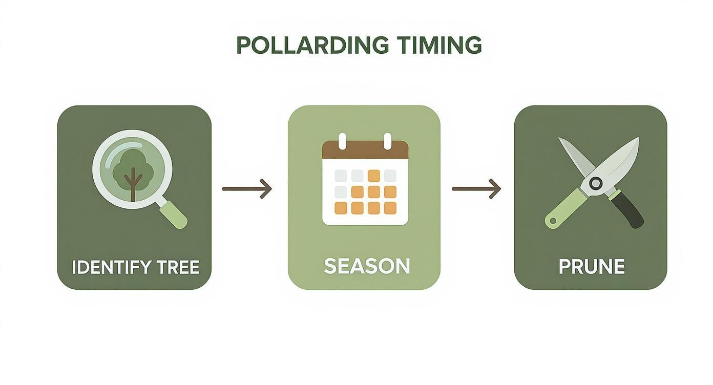 A visual guide illustrating the steps for pollarding timing: identify the tree, determine the season, and prune.