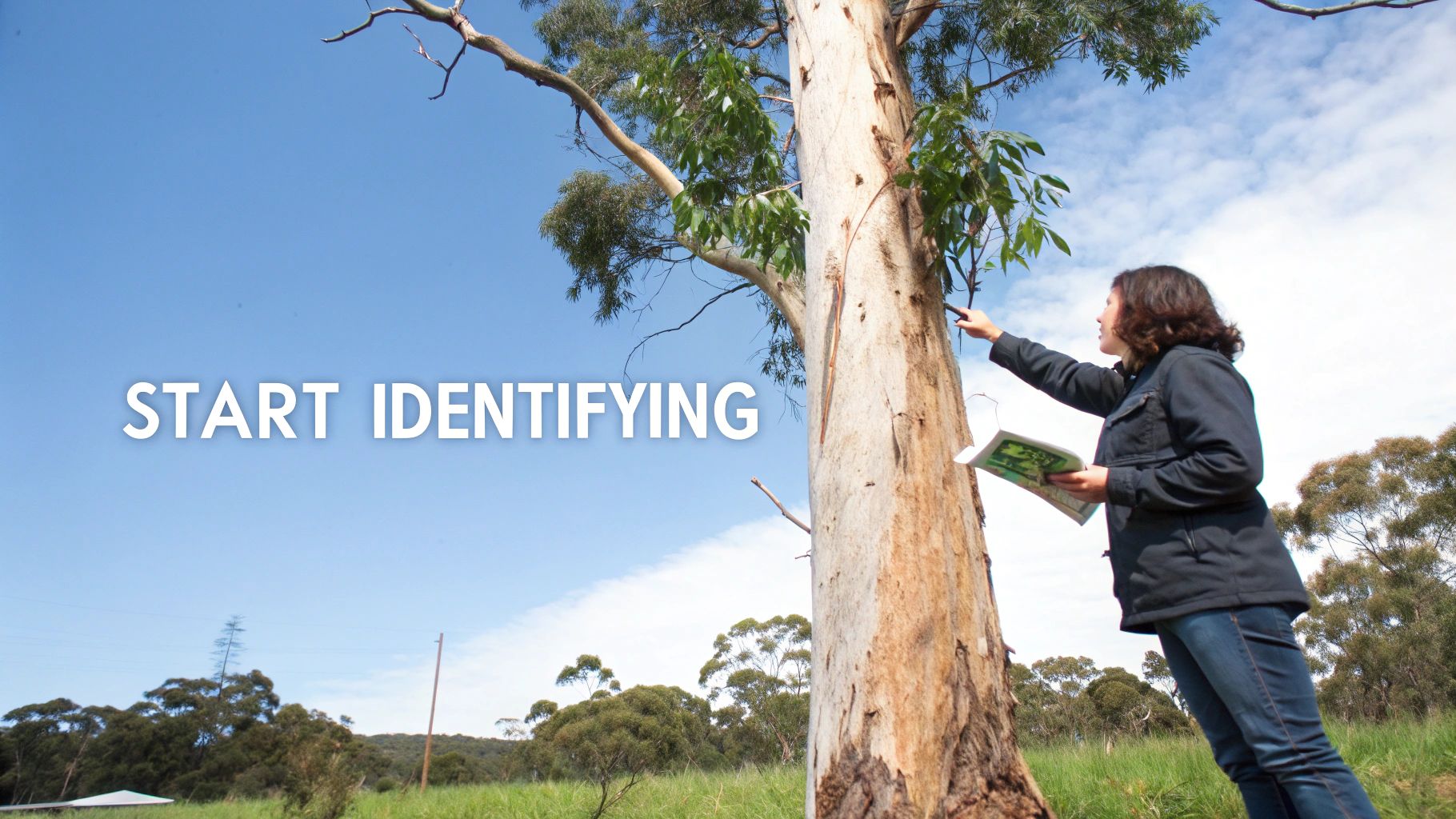 Woman identifying and documenting eucalyptus tree species in Australian bushland with field guide