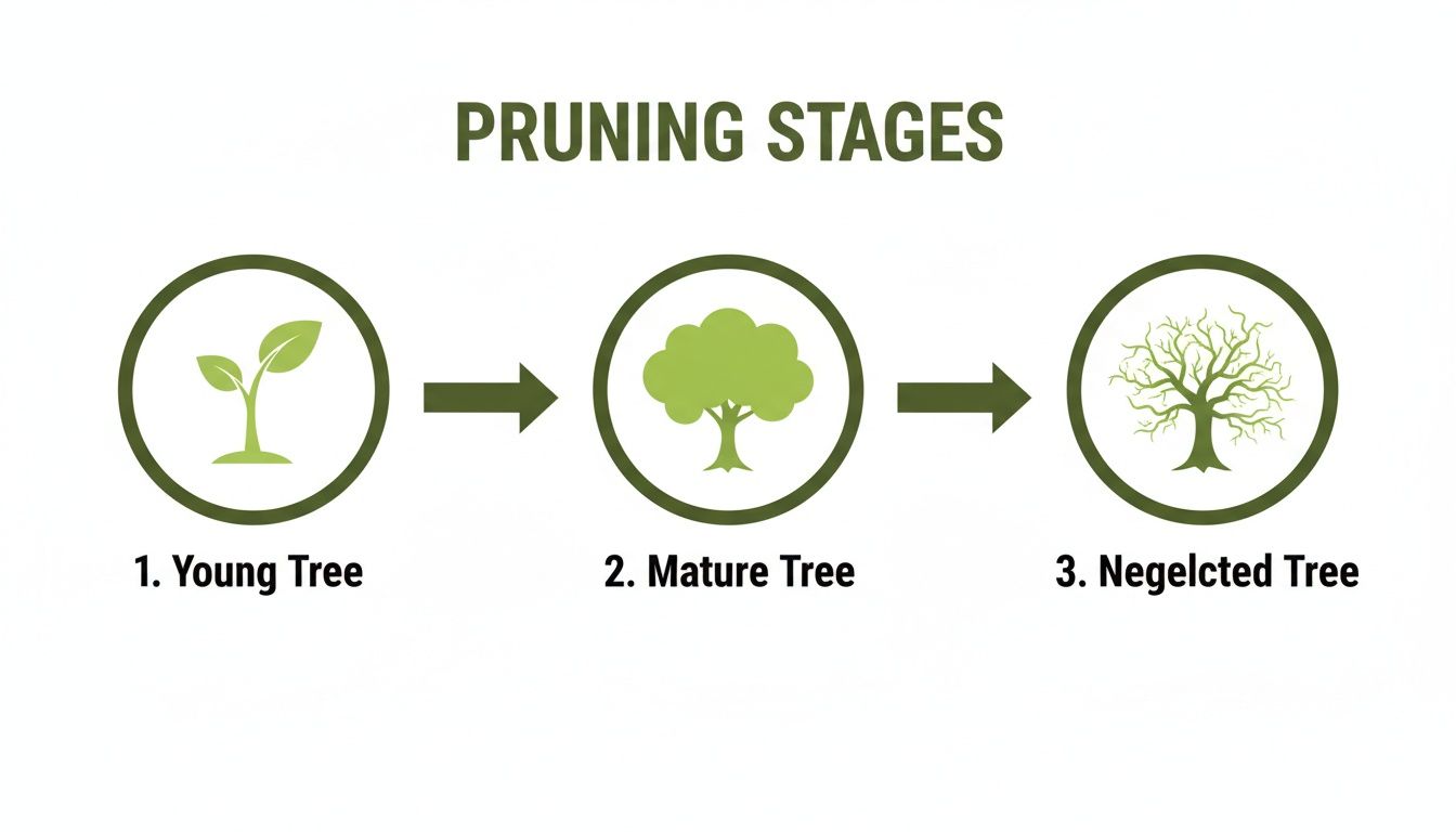 Visual guide illustrating three pruning stages: young tree, mature tree, and neglected tree with icons.