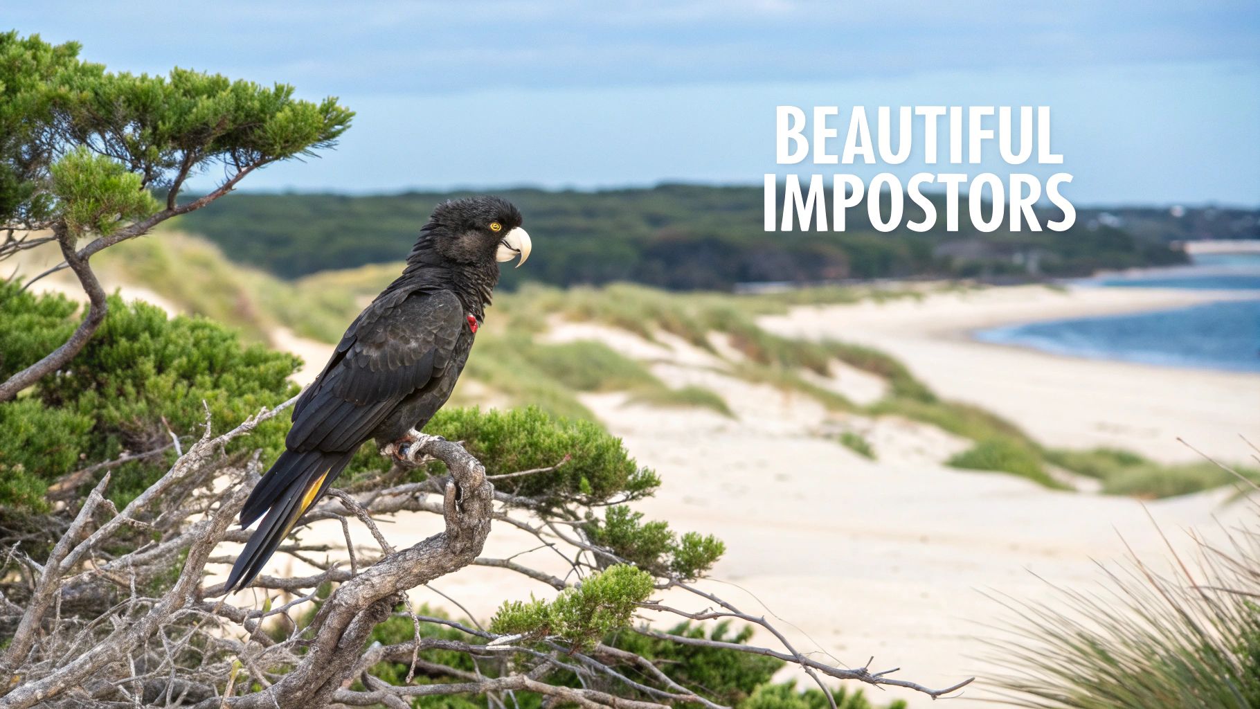 A grove of She-oak trees with their distinctive needle-like foliage against a clear sky