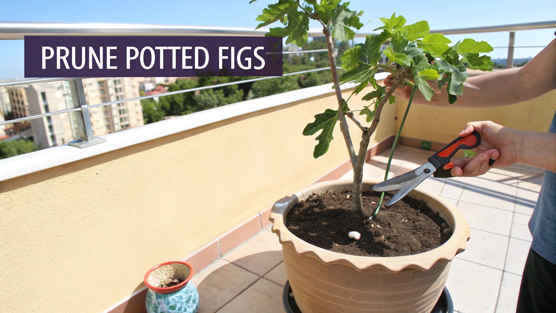 A beautiful fig tree growing happily in a large pot on a sunny patio.
