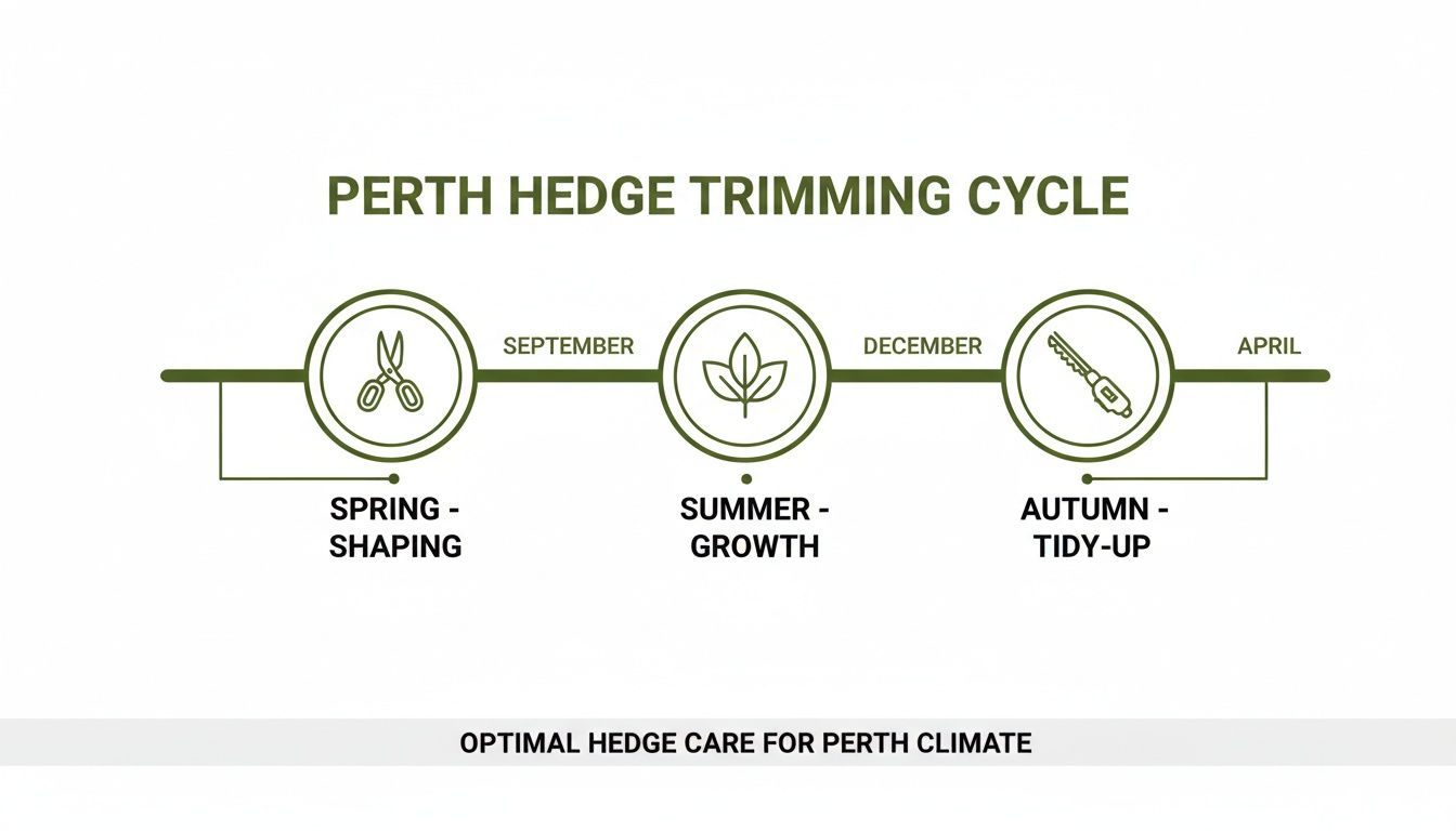 Diagram illustrating Perth's optimal hedge trimming cycle with seasonal tasks and months.