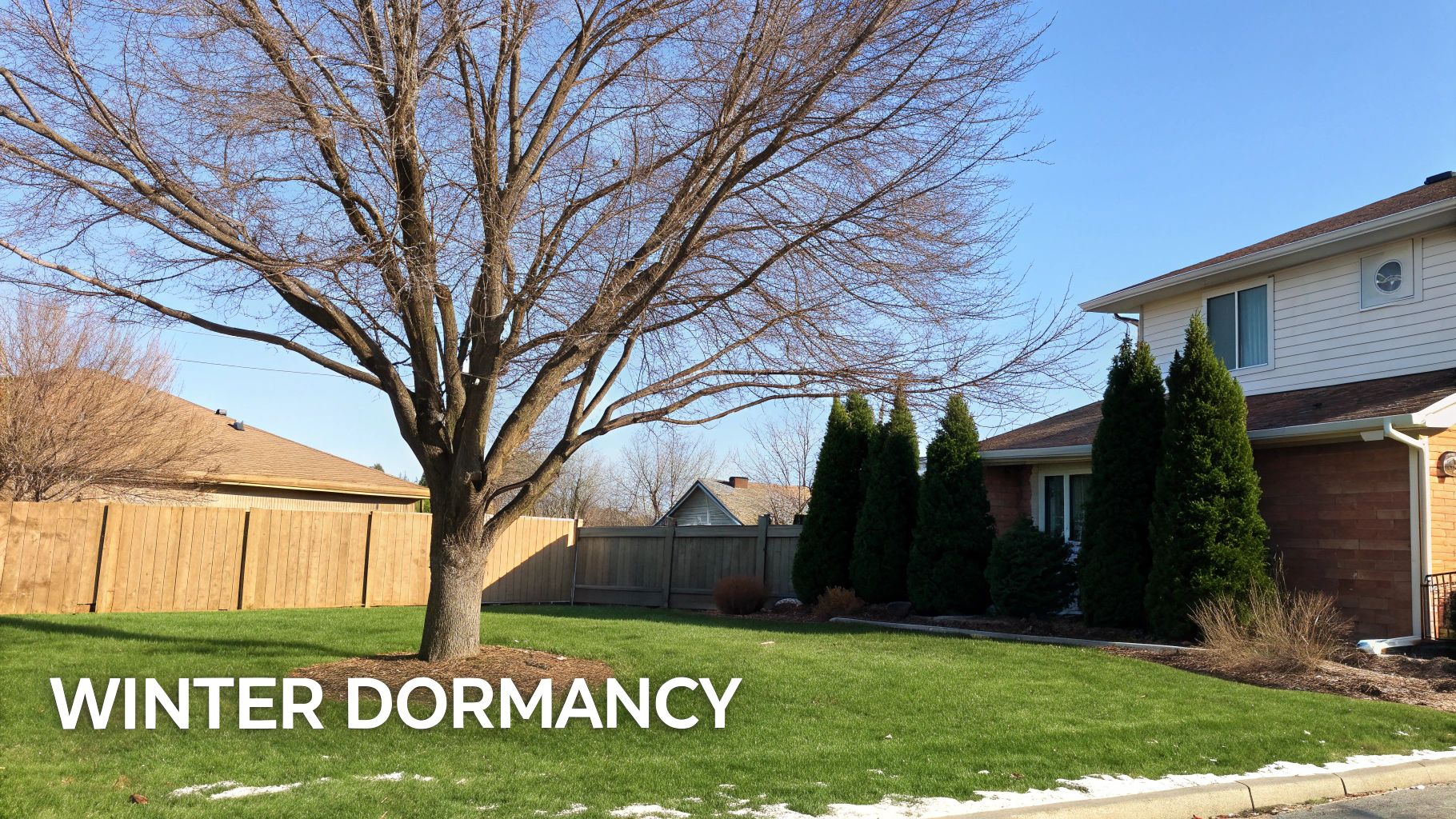 A bare deciduous tree in a green lawn with snow patches, houses, and a clear blue sky, illustrating winter dormancy.