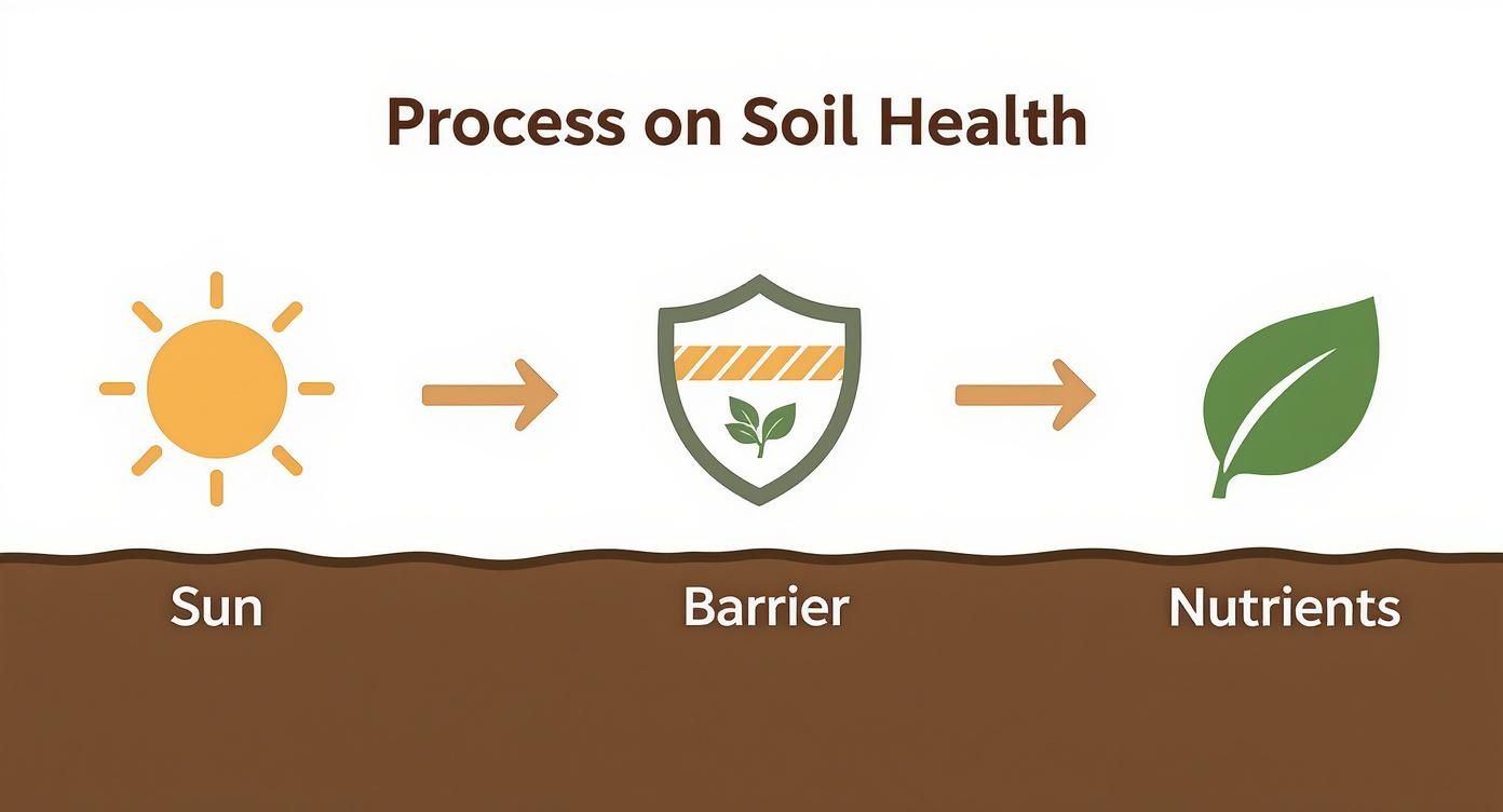 Diagram showing sun, protective barrier, and nutrients process for maintaining healthy soil