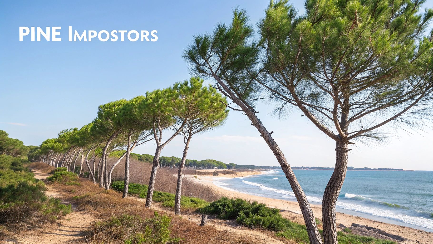 Line of pine trees by a sandy beach with ocean waves. Blue sky background. Text "PINE Impostors" in the top left corner. Peaceful scene.