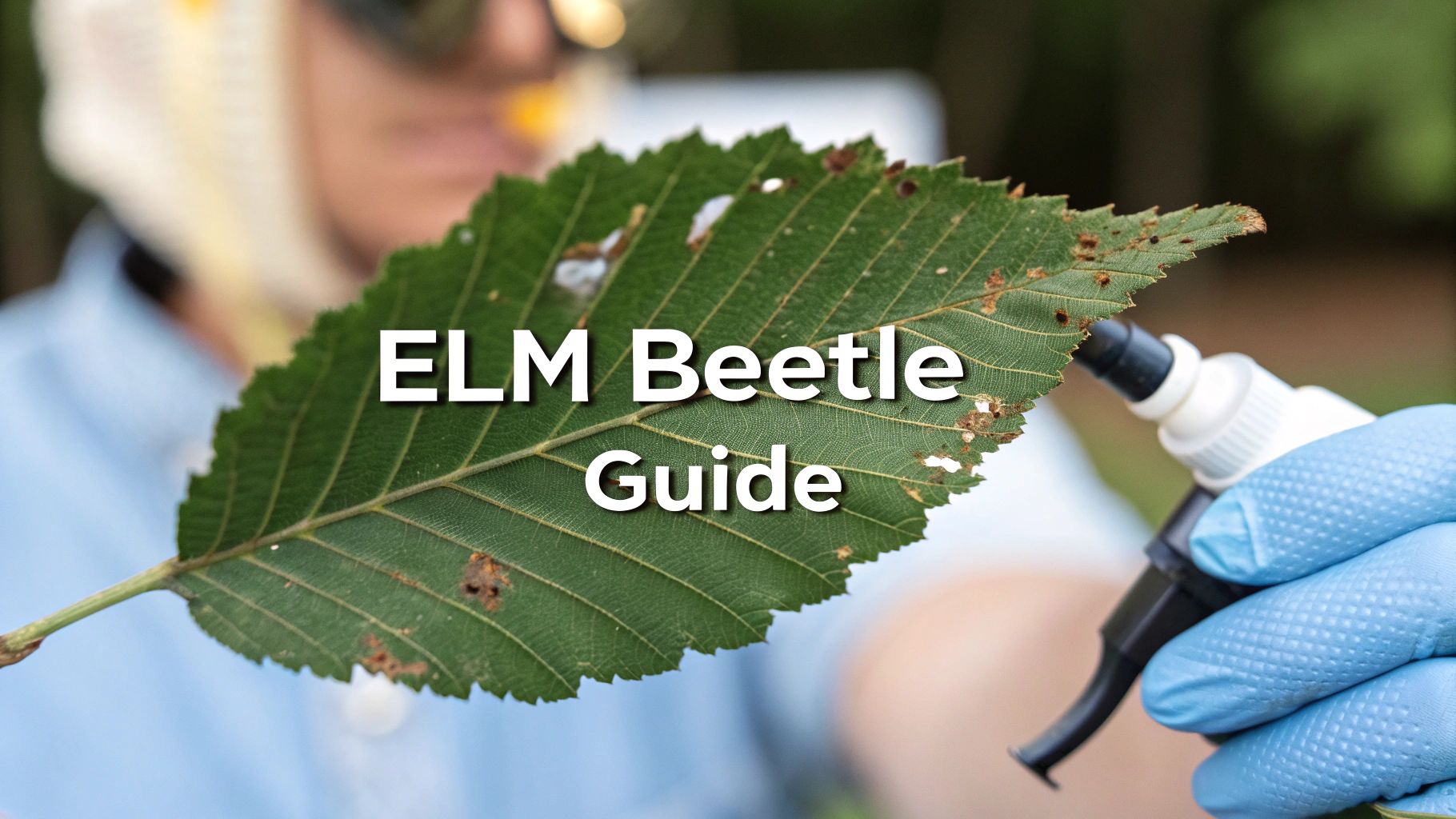 A damaged elm leaf after elm beetle infestation