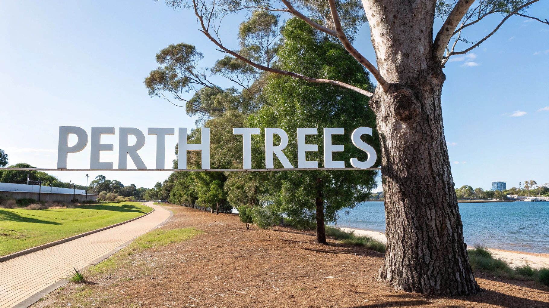 A large, spreading Jarrah tree in the Australian bushland.
