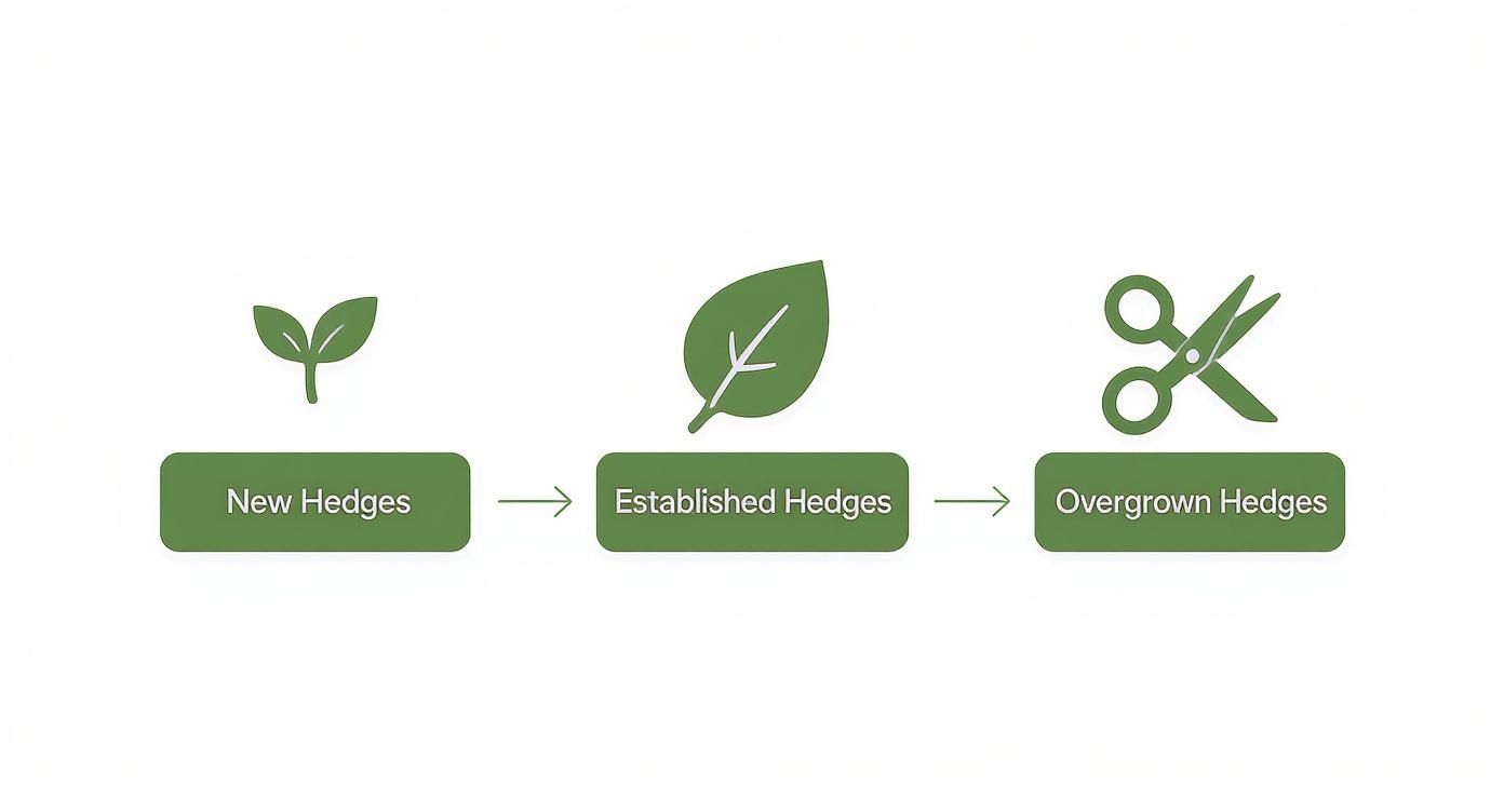 Diagram showing the growth stages of hedges: new sprout, established leaf, and overgrown needing pruning.
