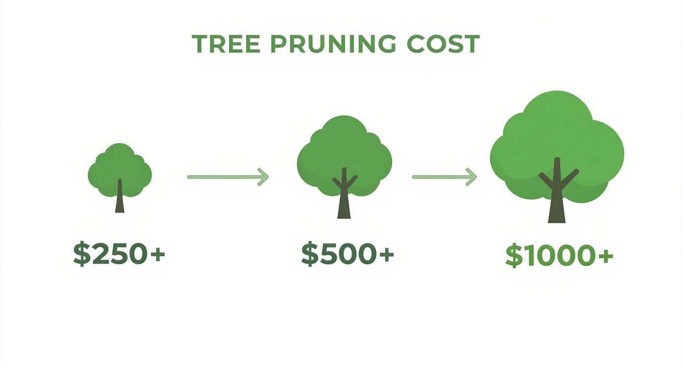 Infographic about tree pruning service cost