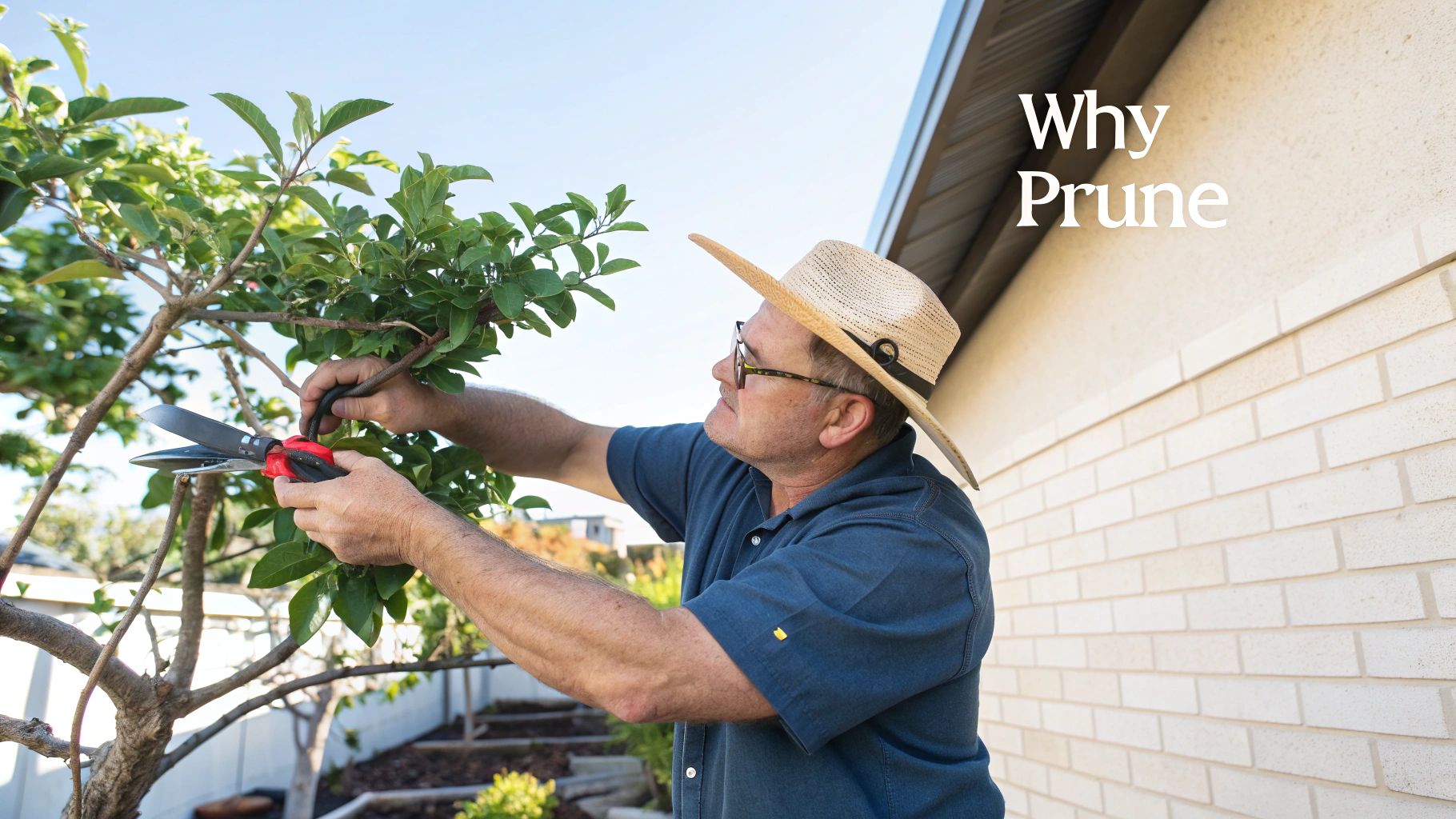 Fruit tree pruning