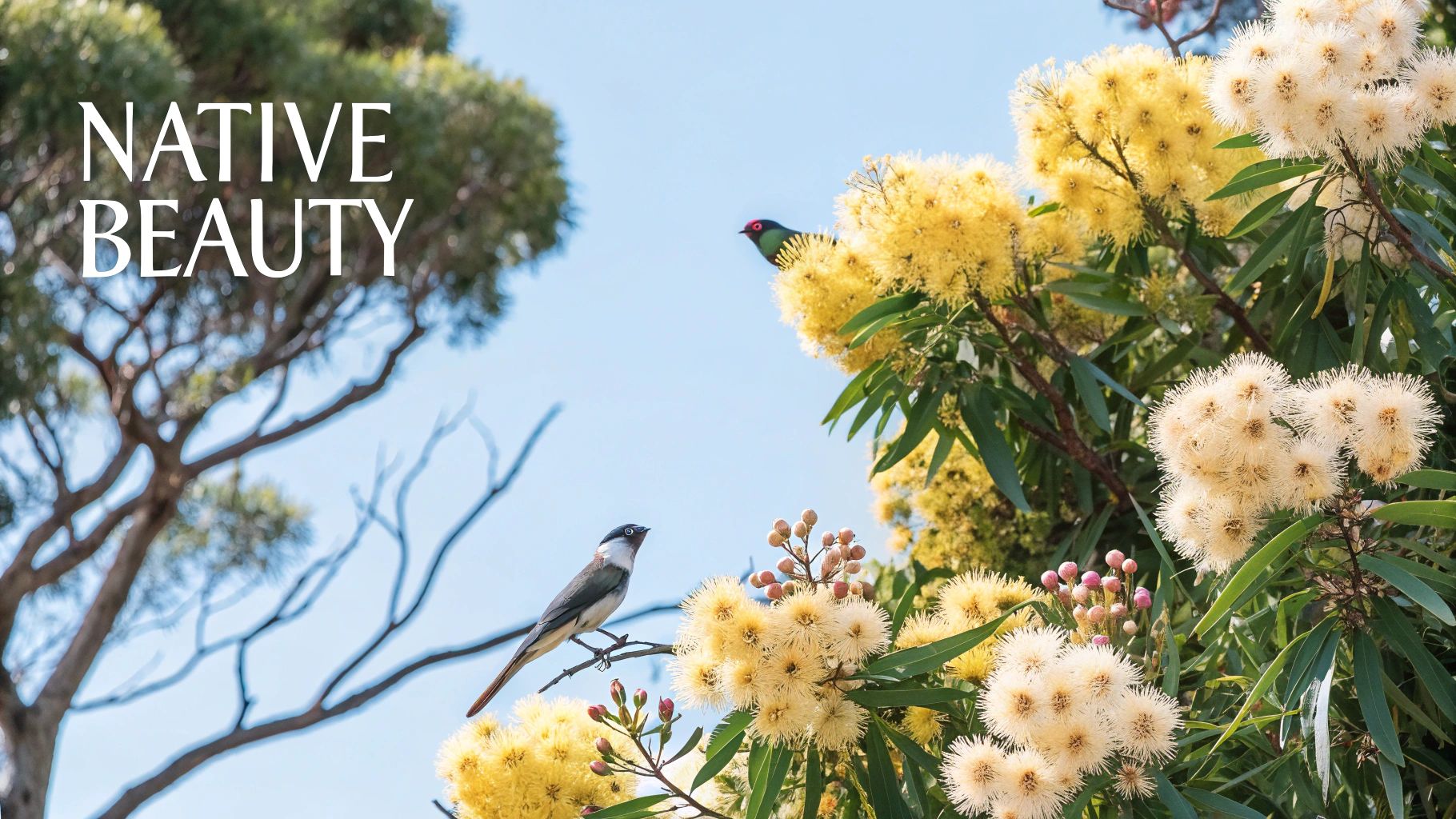 Two Australian native birds among vibrant yellow and white flowering eucalyptus trees under a clear sky.