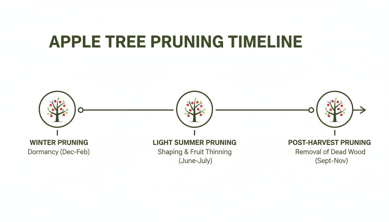 Timeline diagram illustrating a seasonal apple tree pruning schedule: winter, summer, and post-harvest stages with dates.